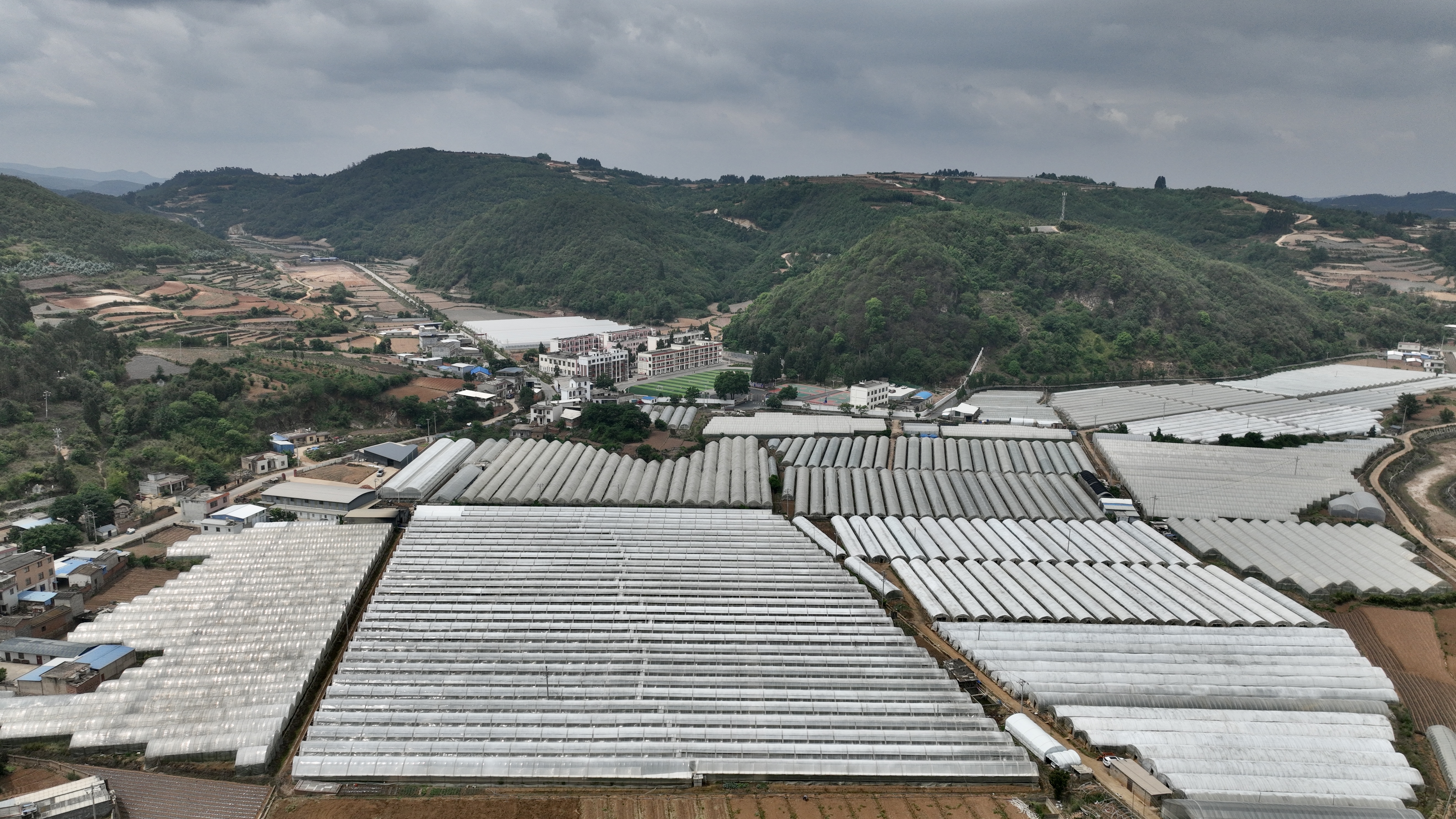 繁花兴产业 花香润万家——大庄乡花卉产业..