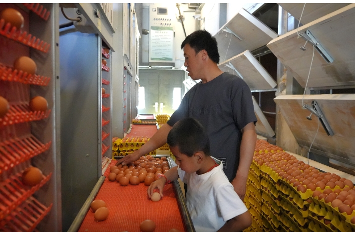 科技助力+联农带农 彭阳朝那鸡“飞”向大市场