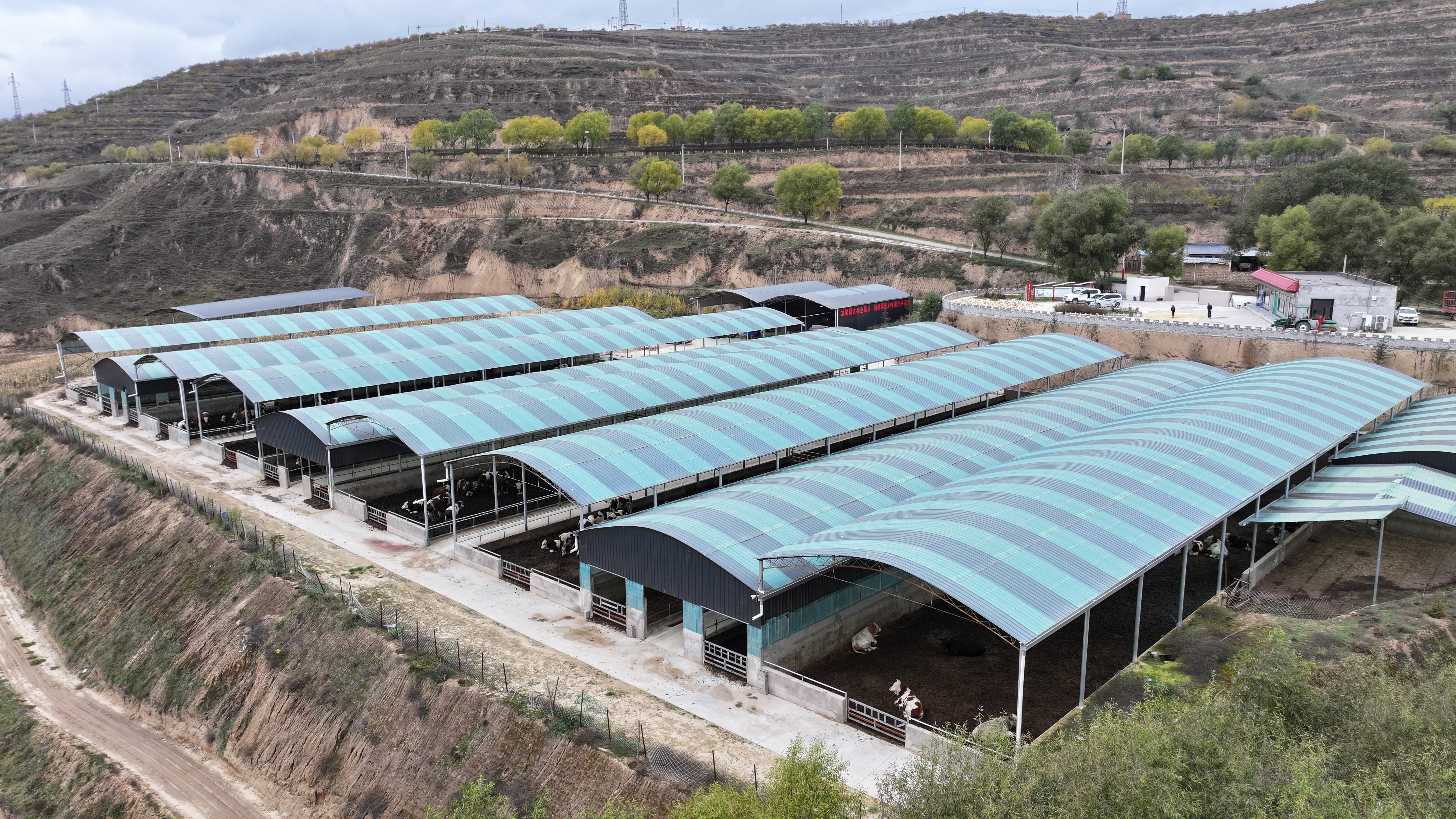 从“卖肉牛”到“卖牛肉”——西吉肉牛产业的“链”式突围