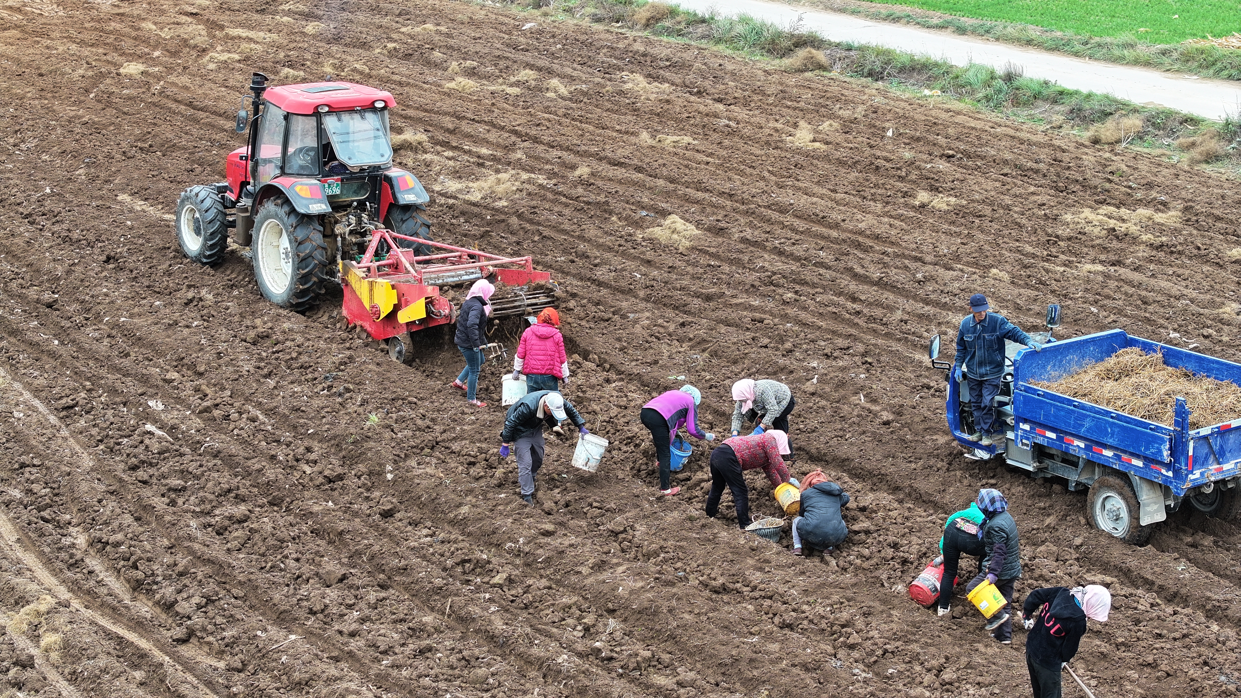 “苦药材”造就富民“甜产业” ——隆德县30万亩中药材全产业链产值突破13亿元