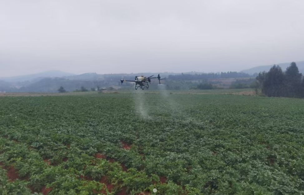 马龙区“虫口夺粮”守护秋粮丰收