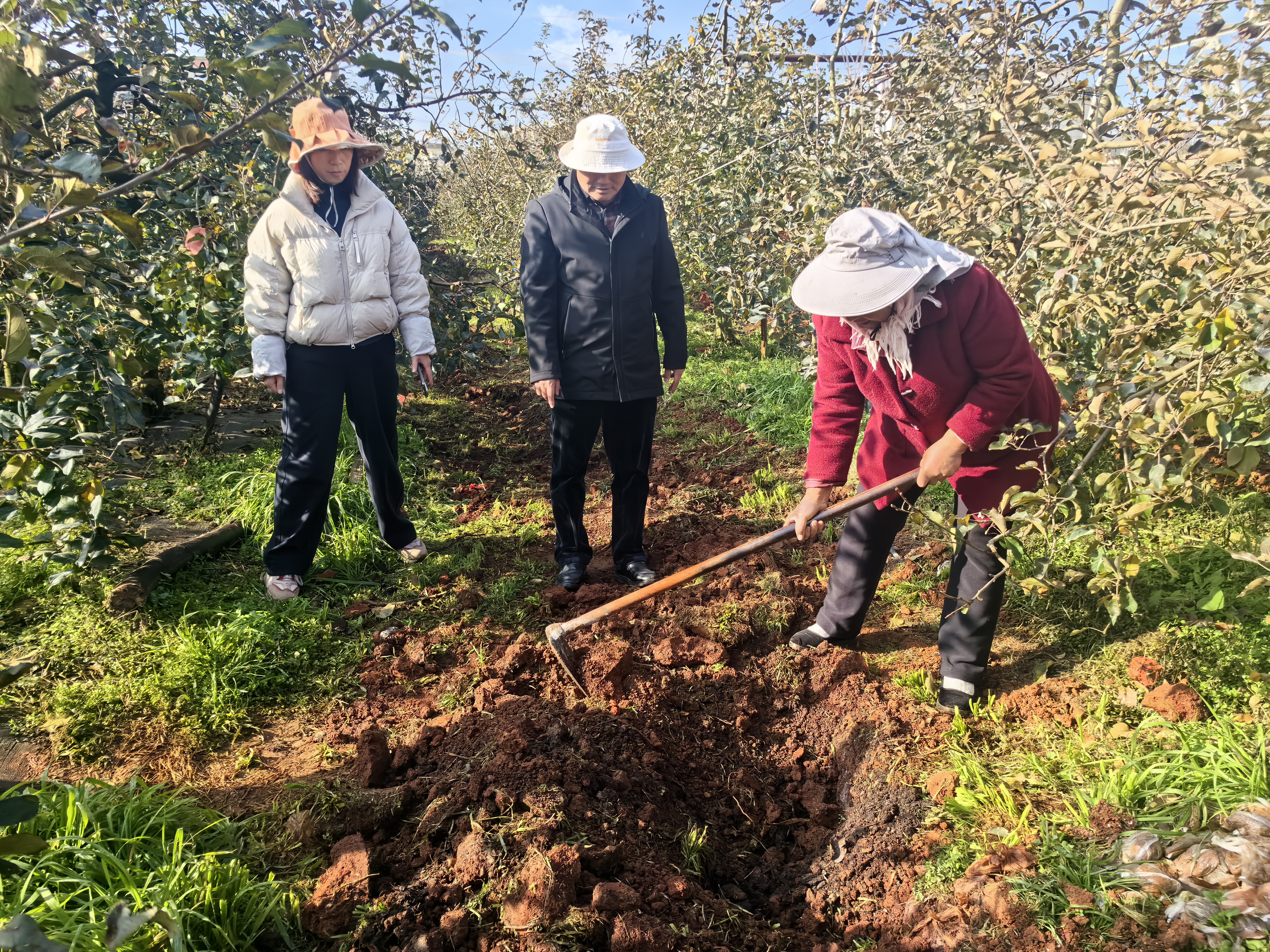 马龙:推广苹果自制有机肥技术 8700亩..