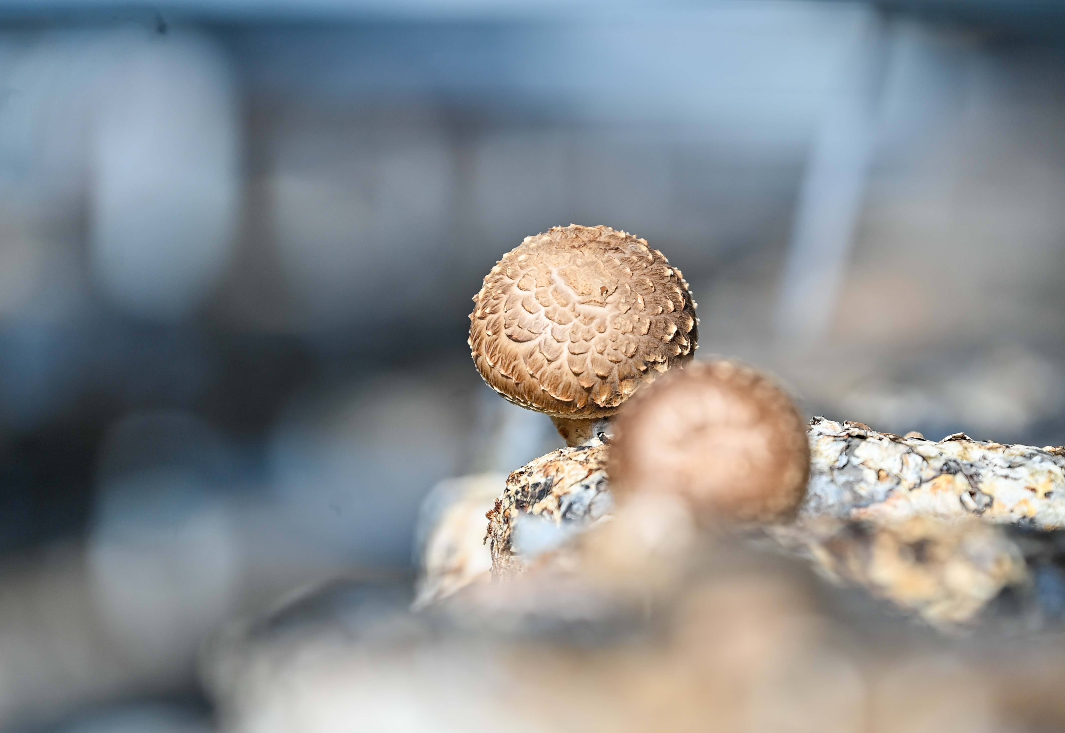 泾源县“致富菇”撑起乡村振兴新图景