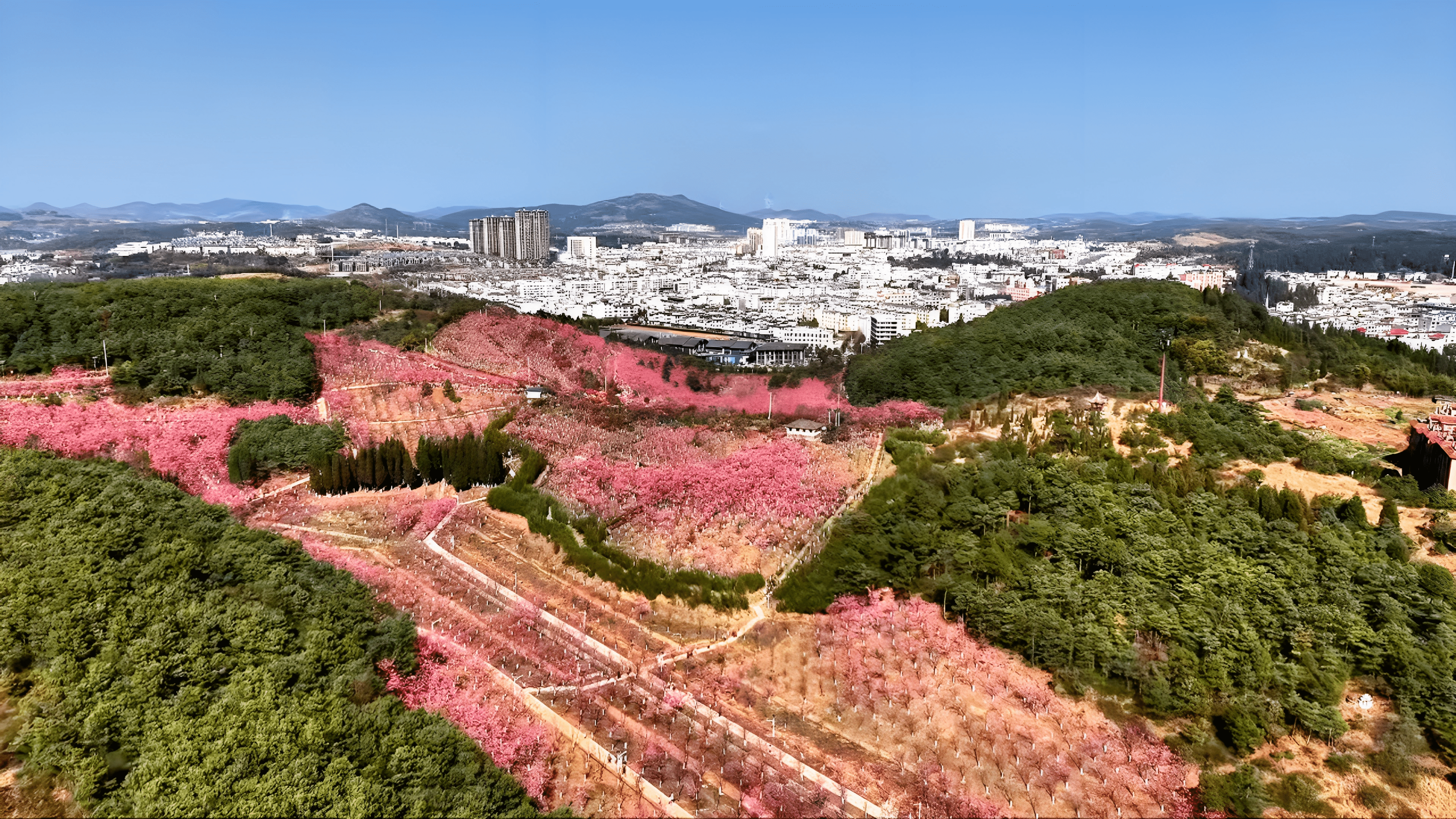 樱花绽放迎客来 旅居赋能焕新彩