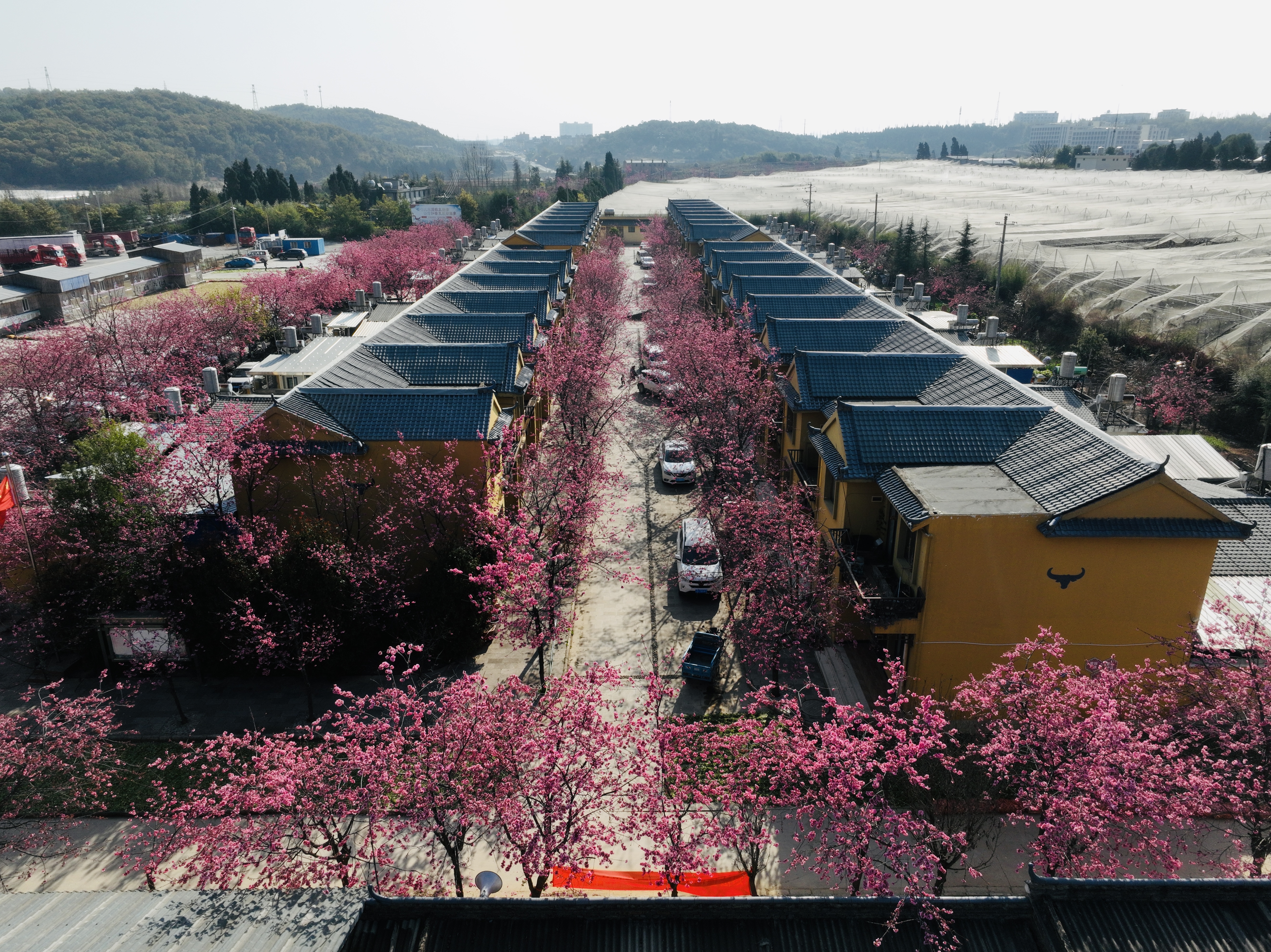 马龙区大凹子居民小组:苗寨樱花烂漫、春光..