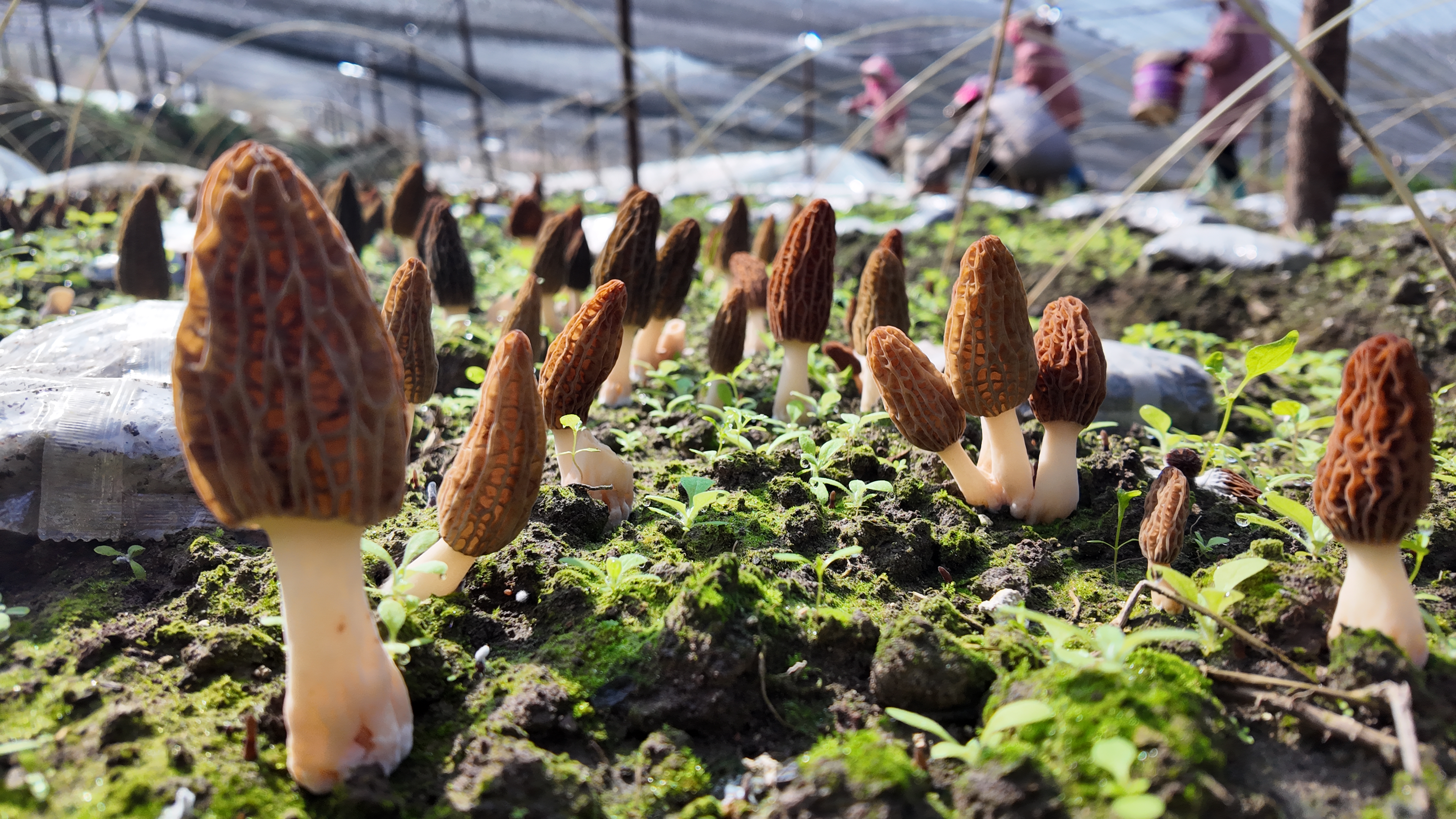 纳章镇：冬种“七妹菌 ” 春收“致富伞”