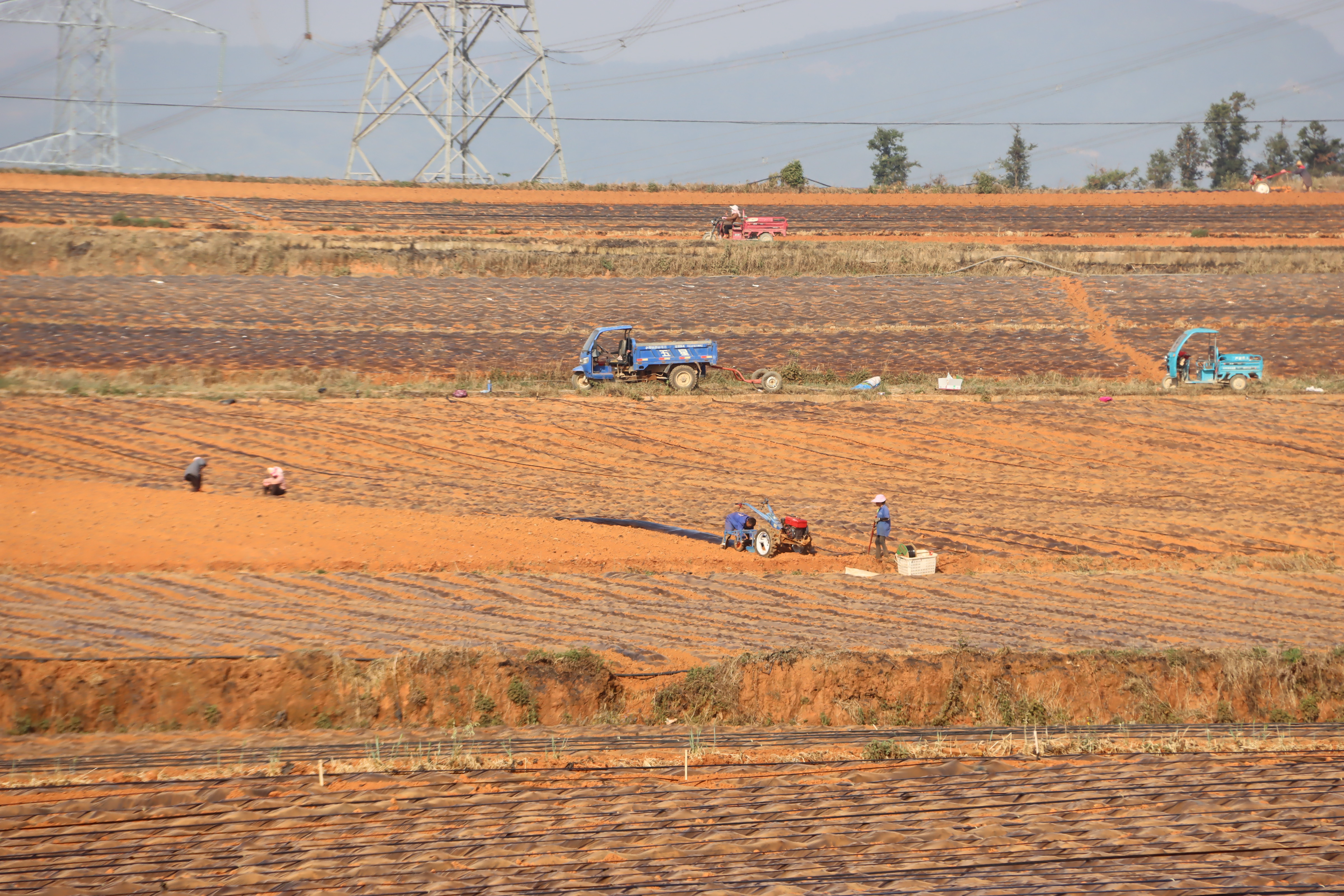 马龙区：沃野春耕正当时，烟苗移栽恰逢时