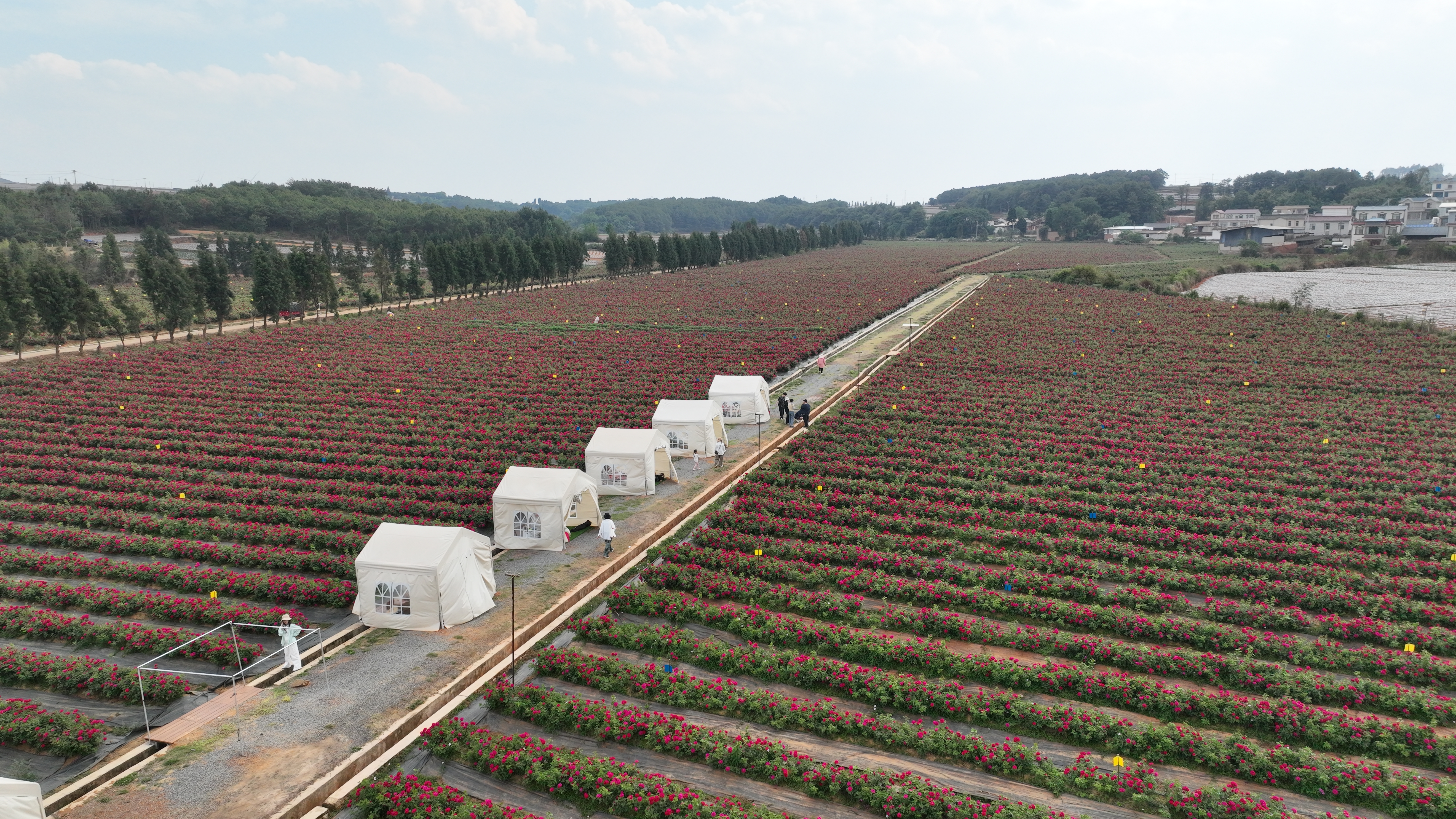 从田间到舌尖，马龙食用玫瑰成就金牌鲜花饼