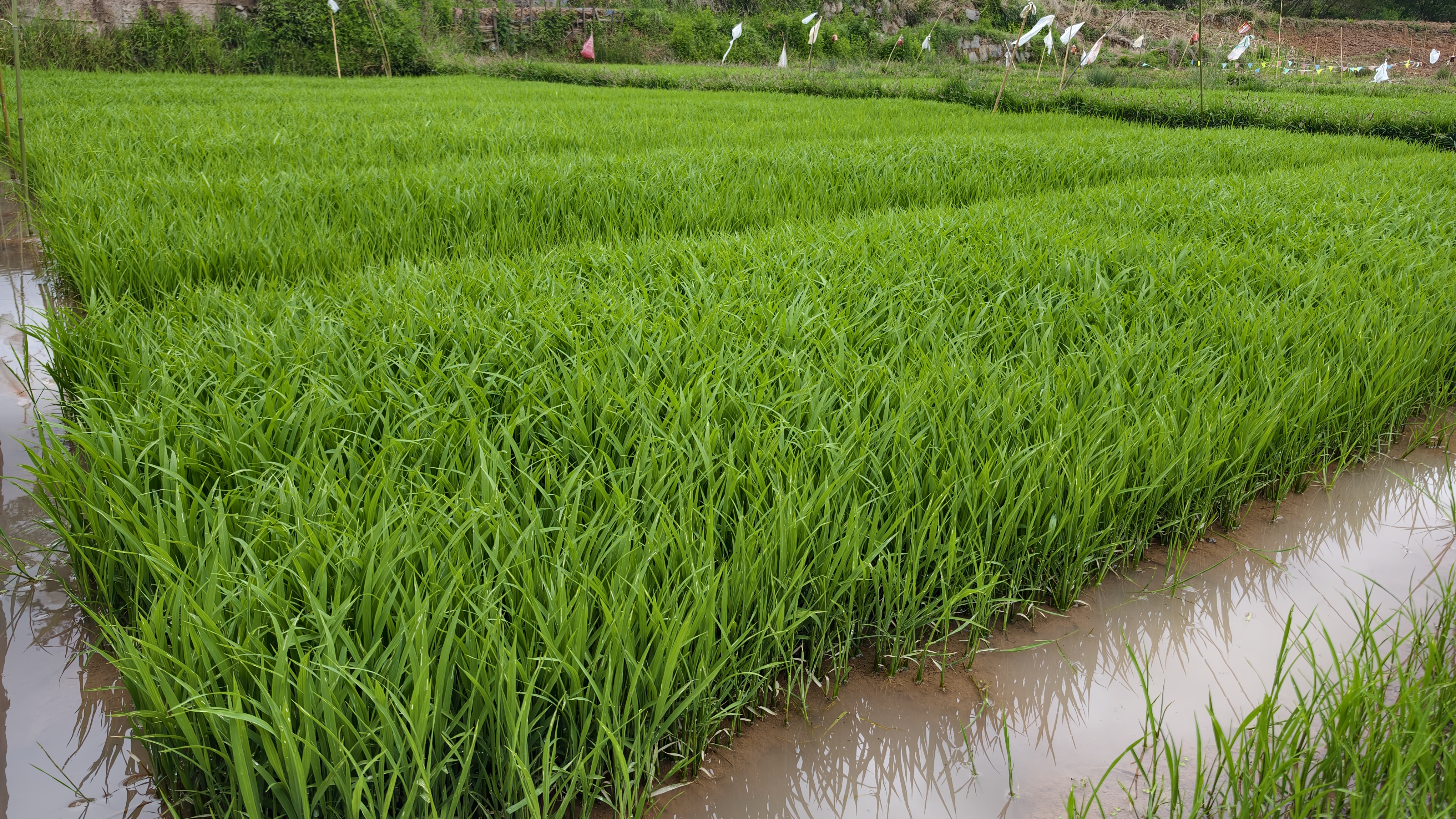 政企联动聚合力 田园春耕促振兴——张安屯..