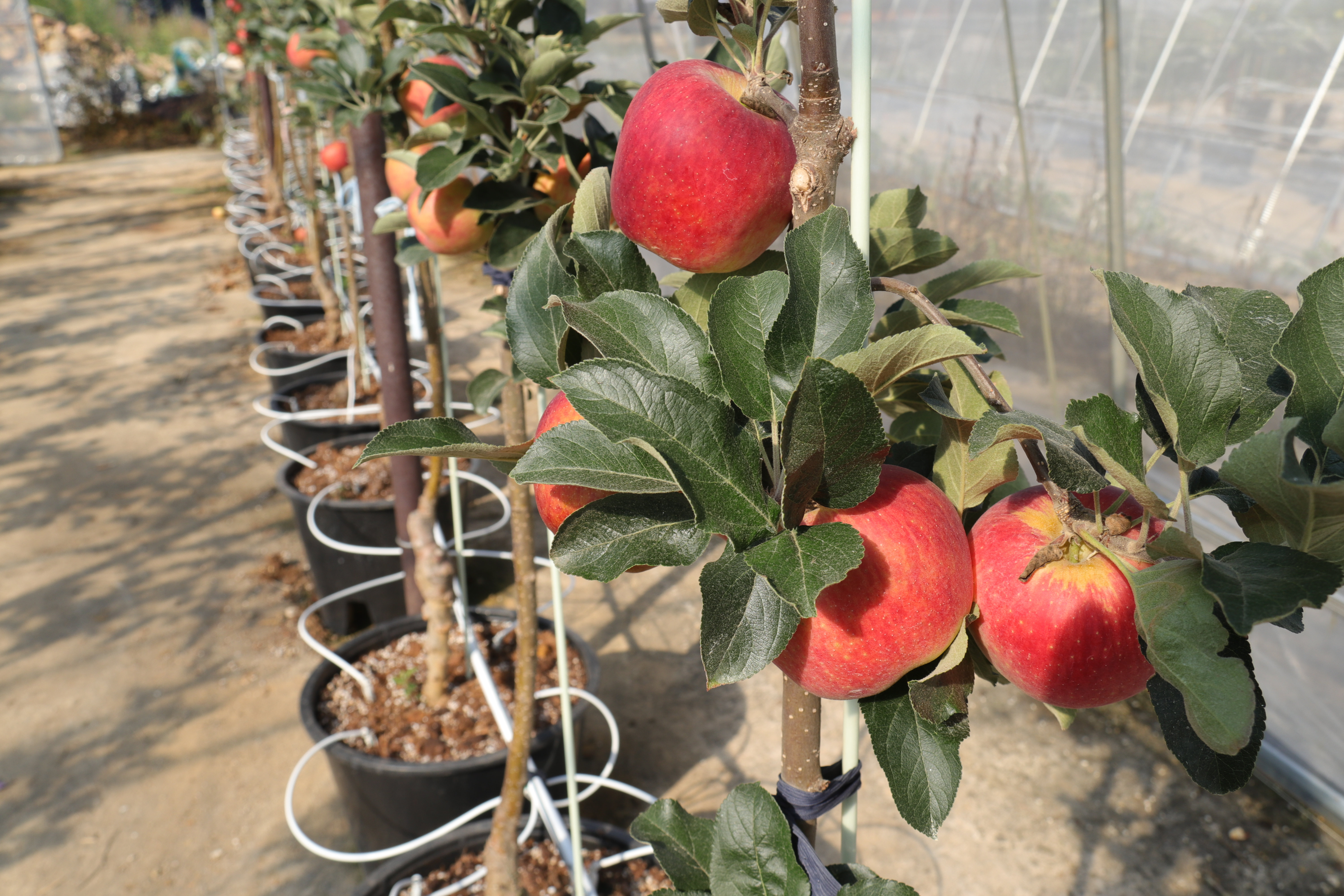 马龙：科技赋能探索现代苹果种植新模式