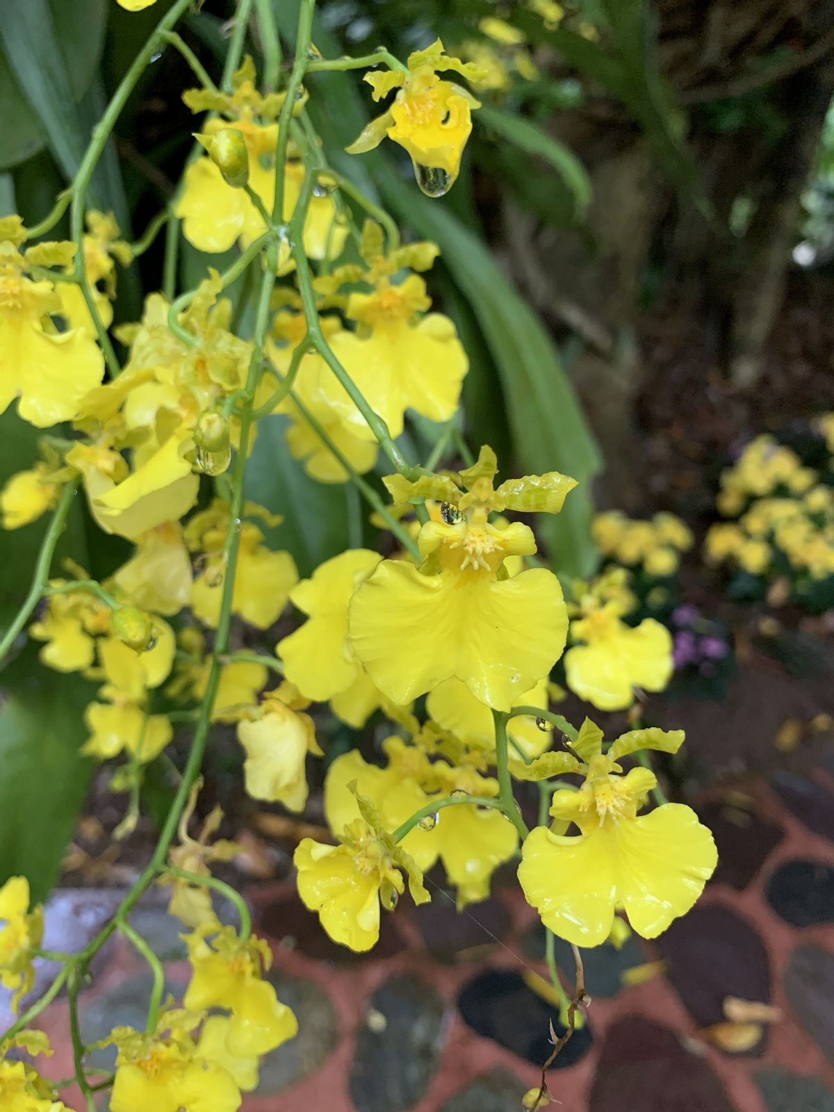 「沿着高速看中国」思小高速的终点（二）——神奇植物在这里