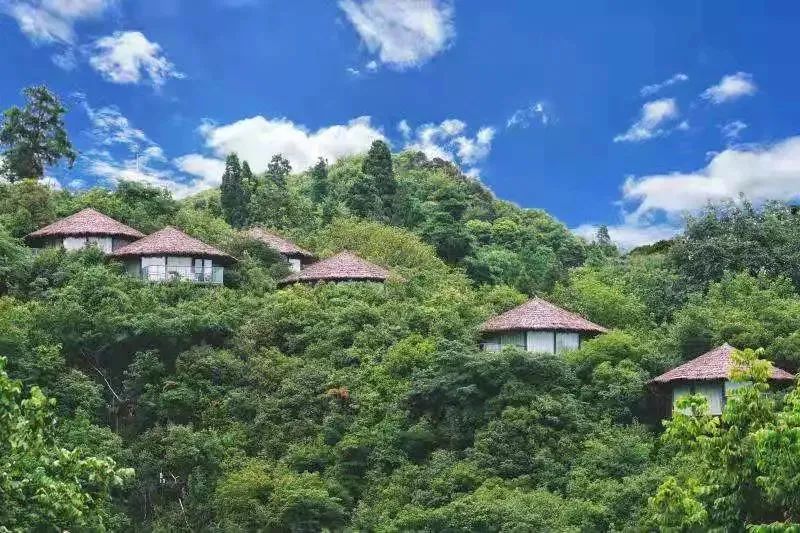 弥勒阿细人古老神秘的“祭密枝”