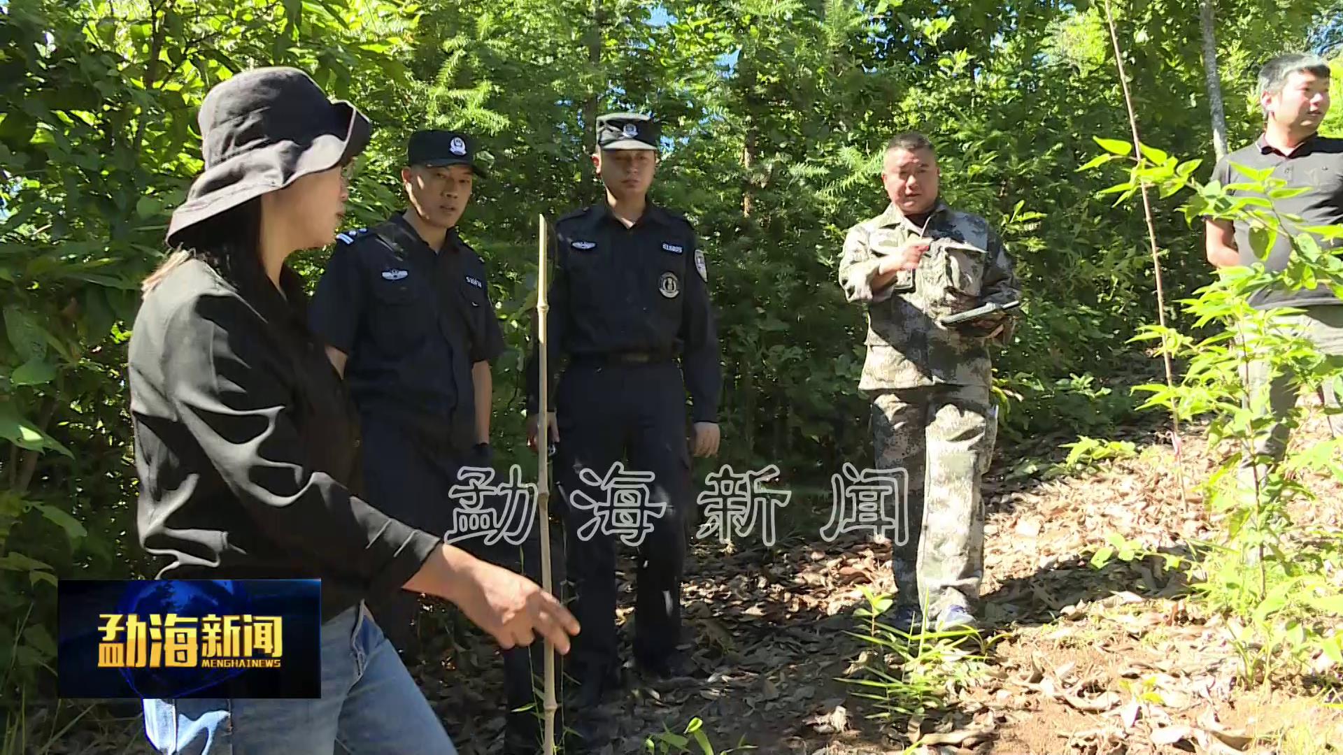 勐海县领导对勐混镇推进种茶毁林地块植被恢复巩固专项整治进行督促检查[00-00-57][20210915-174759365].jpg