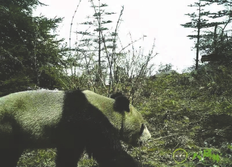 金口河区拍摄到的野生大熊猫影像 八月林自然保护区供图.jpg