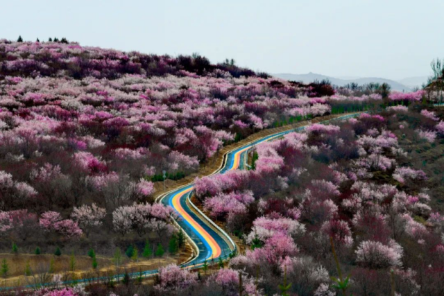 彭陽(yáng)77號(hào)“彩虹路”.png