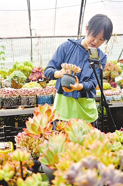 <p>　　銀川市興慶區(qū)掌政鎮(zhèn)五渡橋村六隊(duì)多肉種植基地,，種植戶張漸華的侄女正在通過直播帶貨,。　　　　　　　　　　　本報(bào)記者　王曉龍　白茹　攝</p>