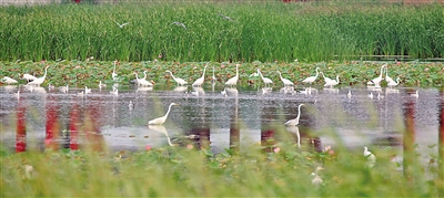 <p>　　　　随着环境保护力度的不断加大，黄河吴忠段的湖泊湿地得到有效保护，自然生态逐步恢复。本报记者　王猛　摄</p>