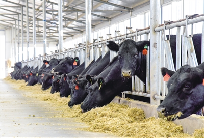 <p>    肉牛产业蓬勃发展。</p>