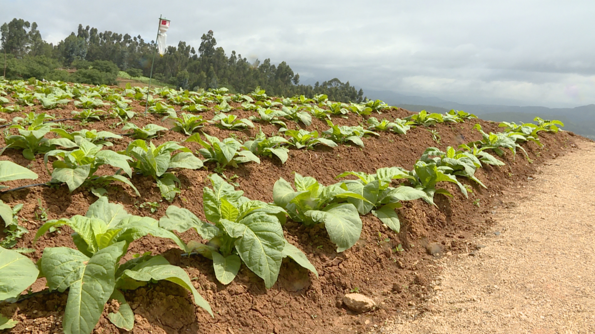 土地流转：让土地活起来 让农民富起来 (1).jpg