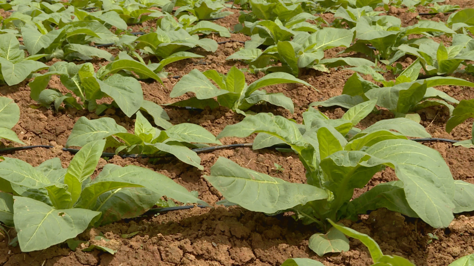 土地流转：让土地活起来 让农民富起来 (2).jpg