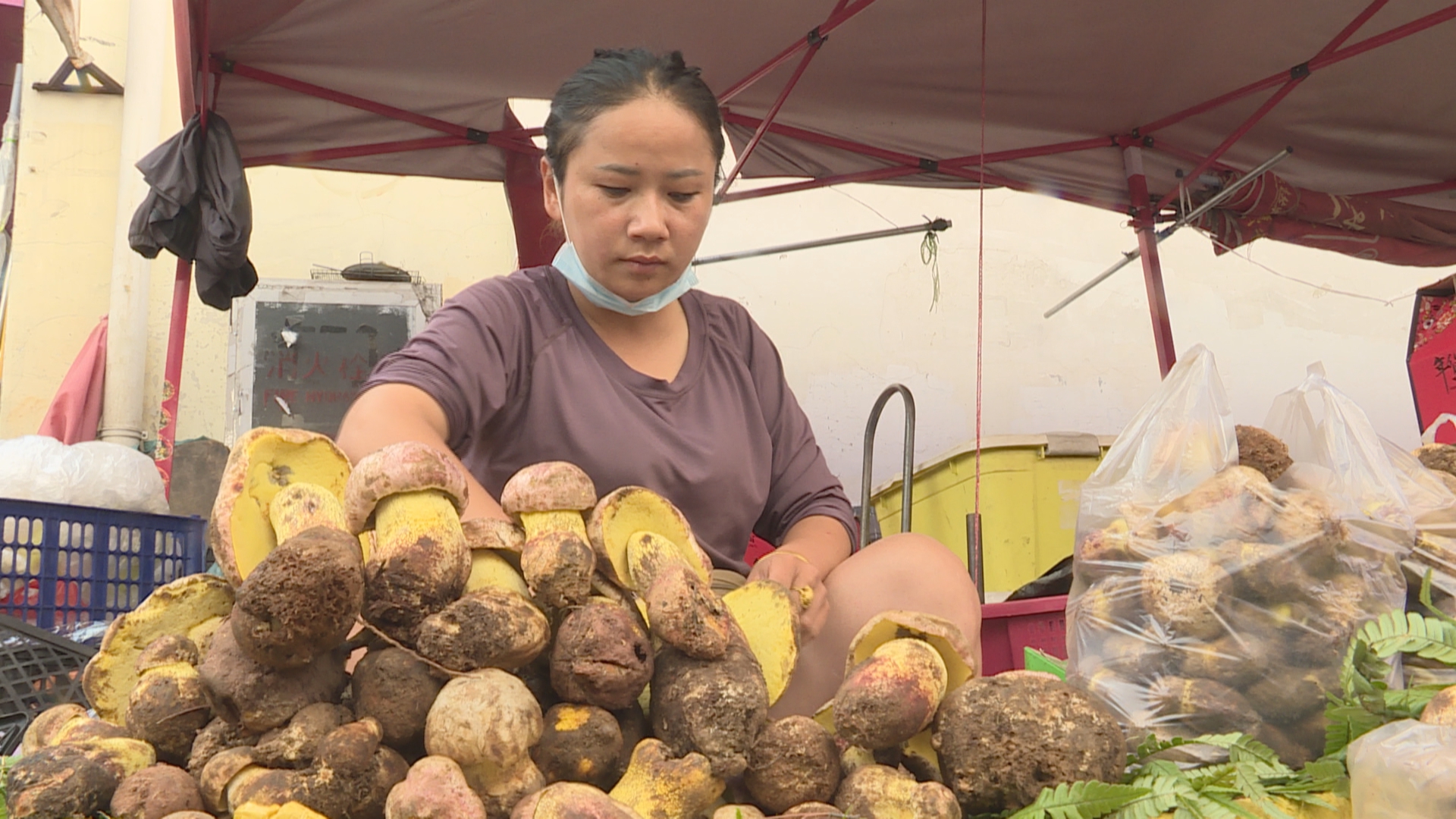 野生菌上市 吃菌儿需小心 (3).jpg