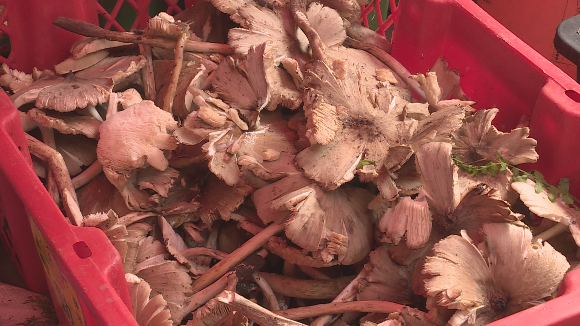 野生菌上市 吃菌儿需小心 (11).jpg