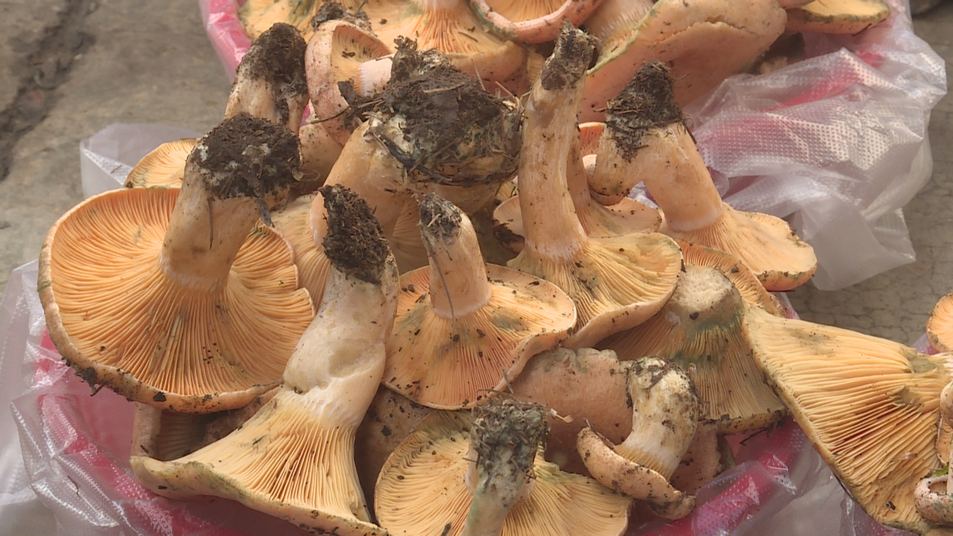 野生菌上市 吃菌儿需小心 (5).jpg