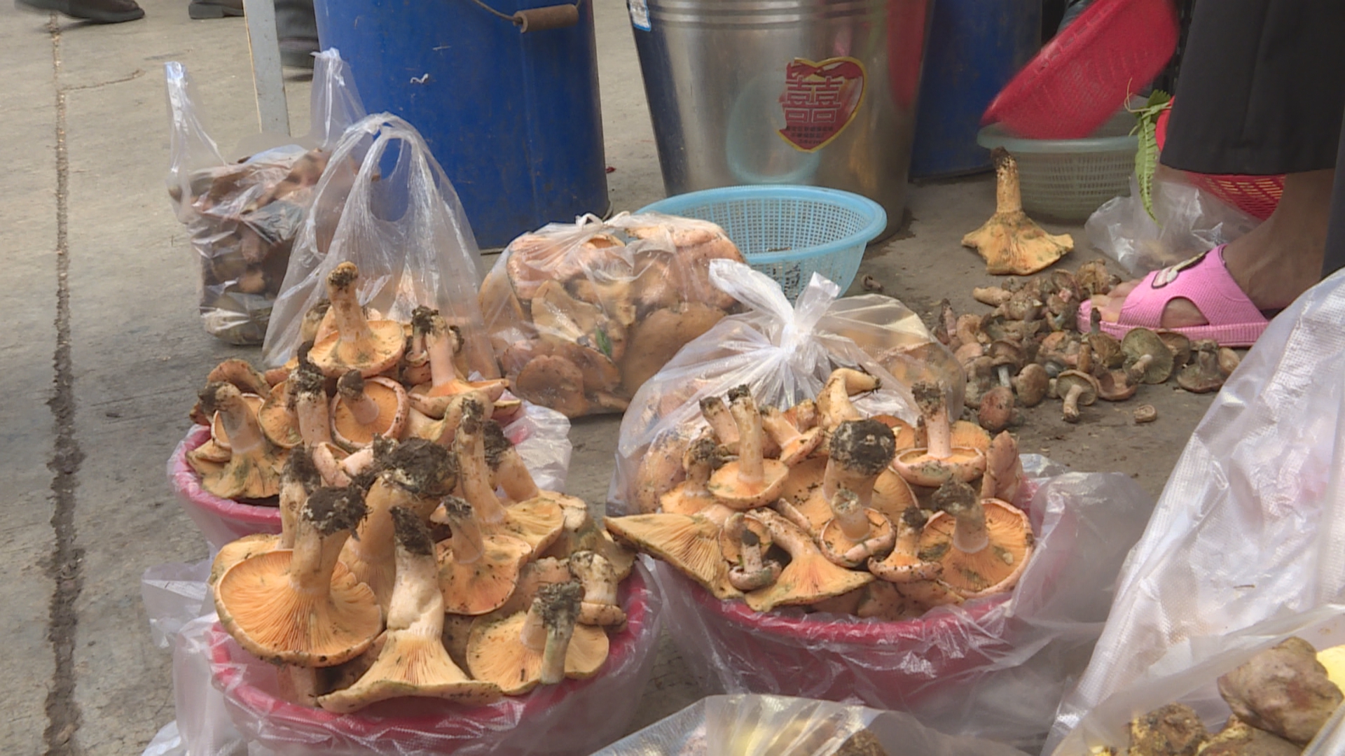 野生菌上市 吃菌儿需小心 (6).jpg