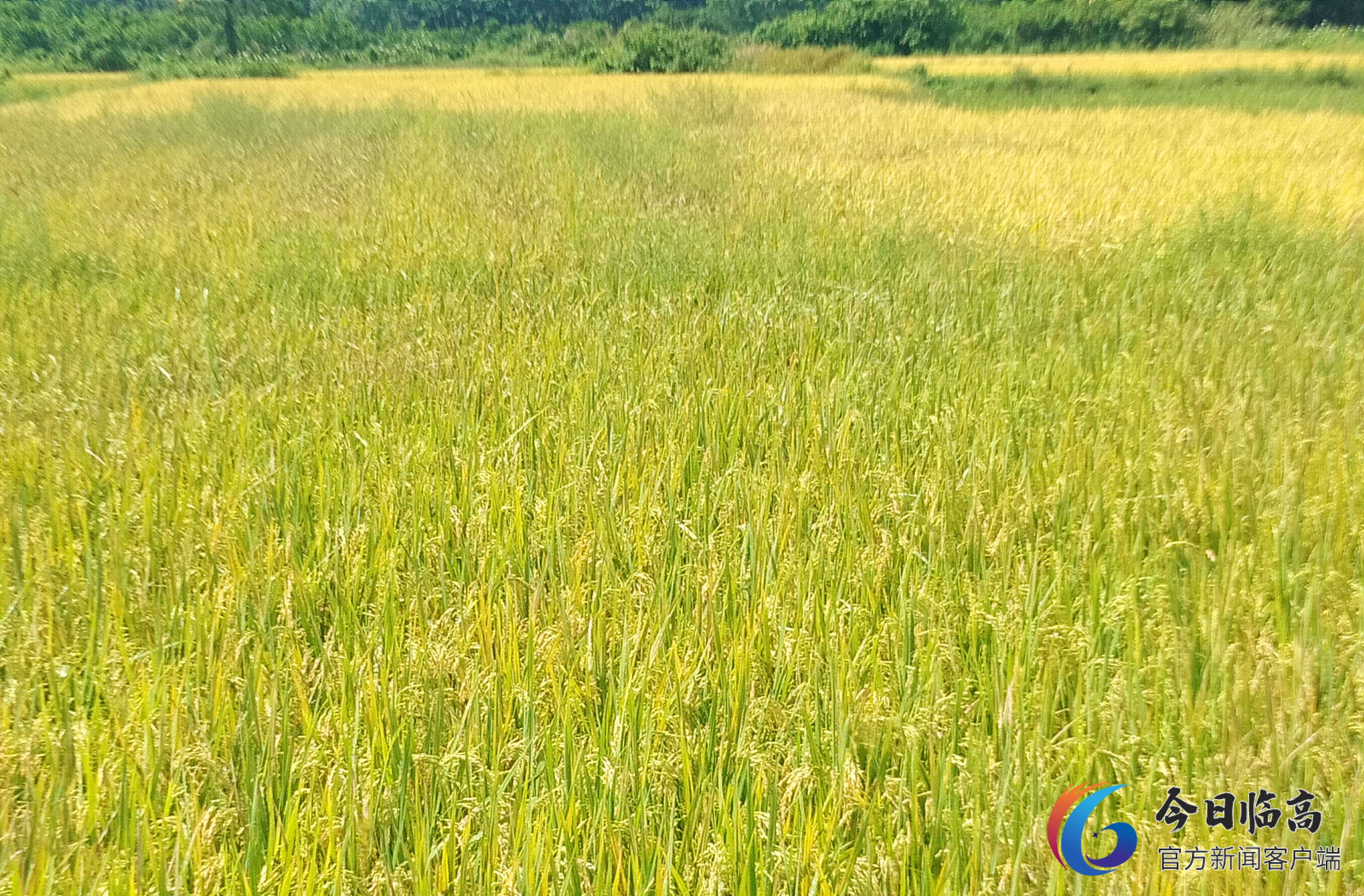 多文镇头龙村早稻红米喜获丰收 新模式发展红米产业初告成功3.jpeg