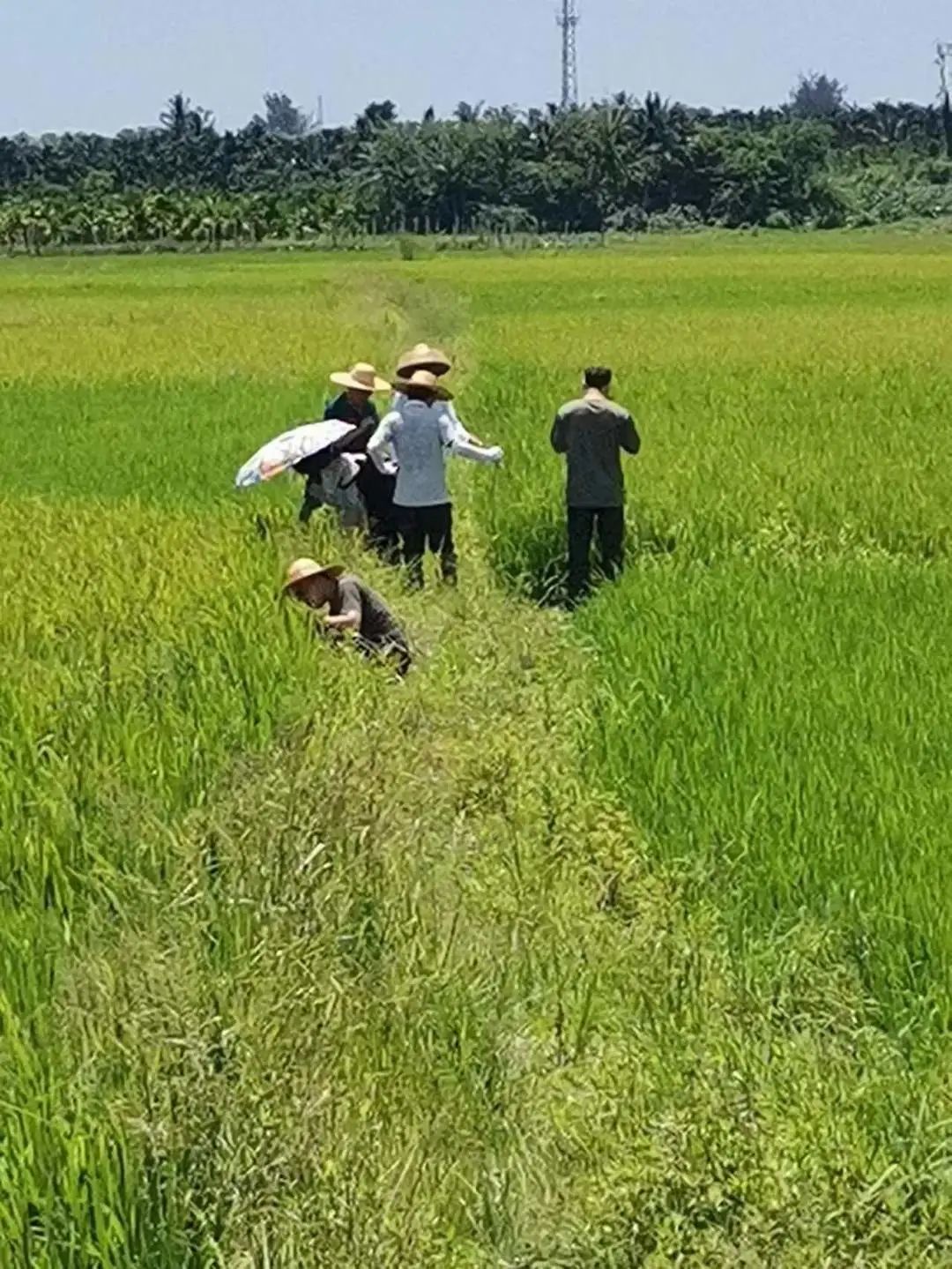 和乐镇大山村委会：夏季水稻病虫综合防治志愿服务在行动