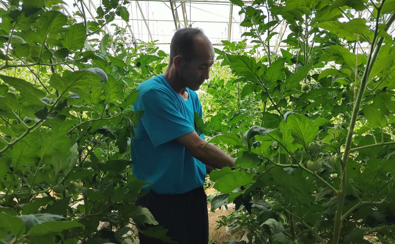 马金元在润丰村设施农业产业园中打理自己种的西红柿。 高宇婷 图