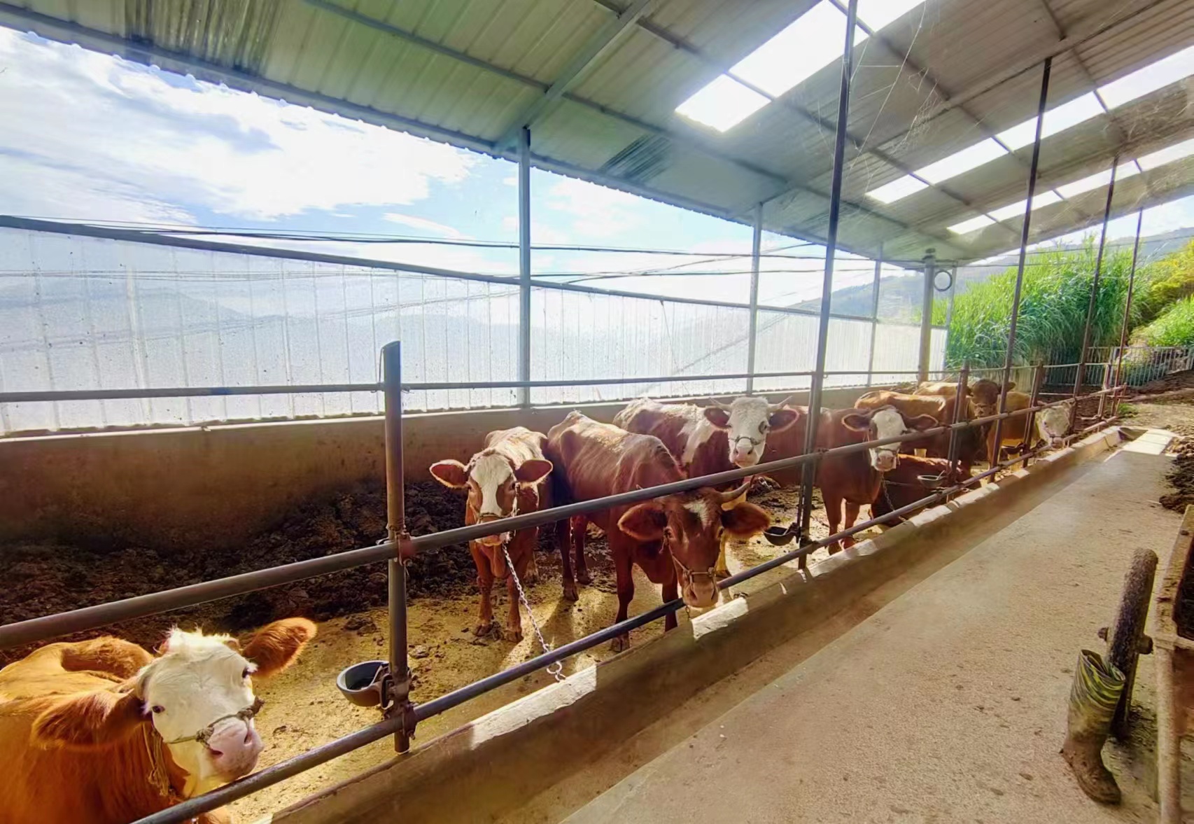 肉牛养殖规模化2.jpg