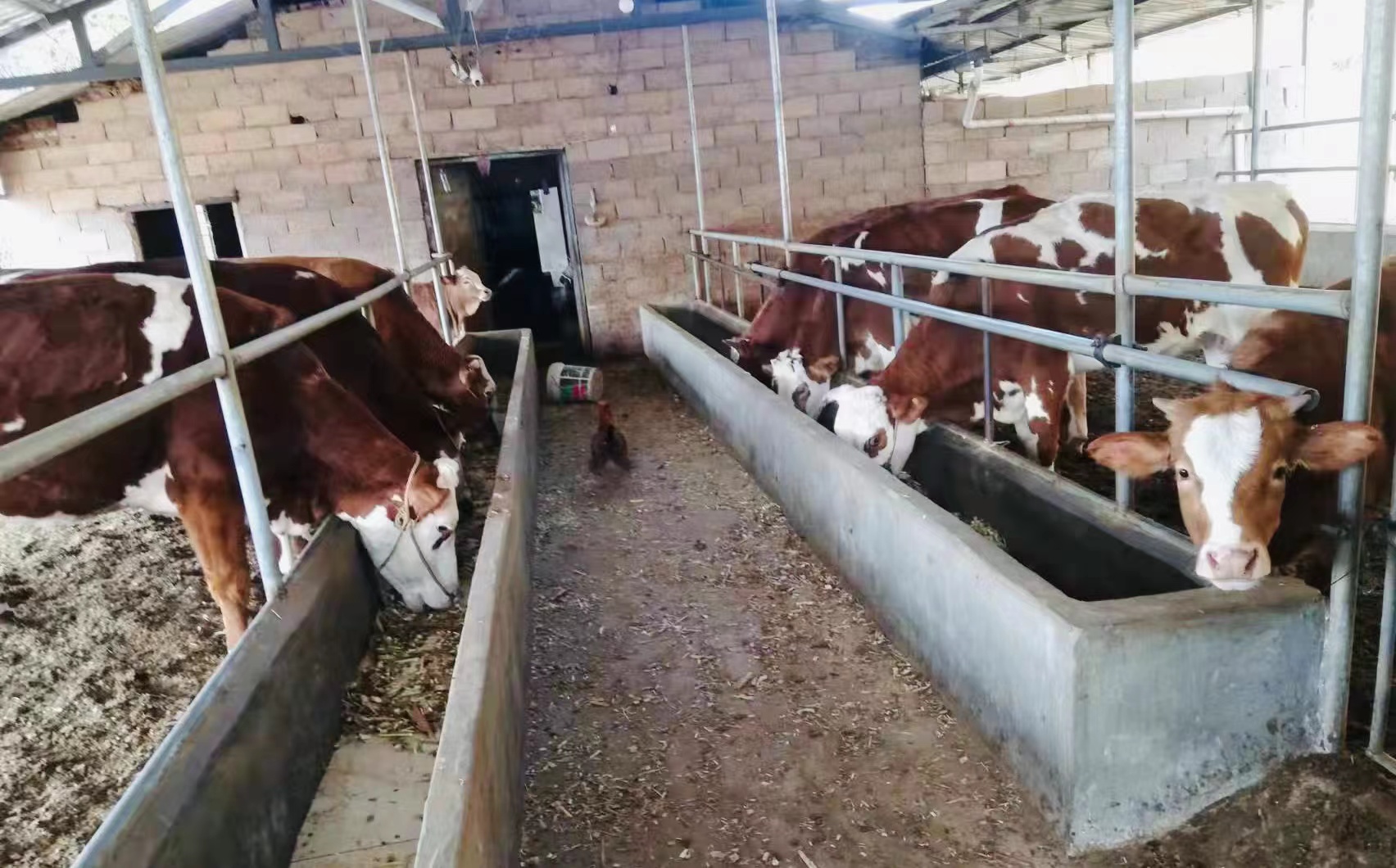 肉牛养殖规模化.jpg