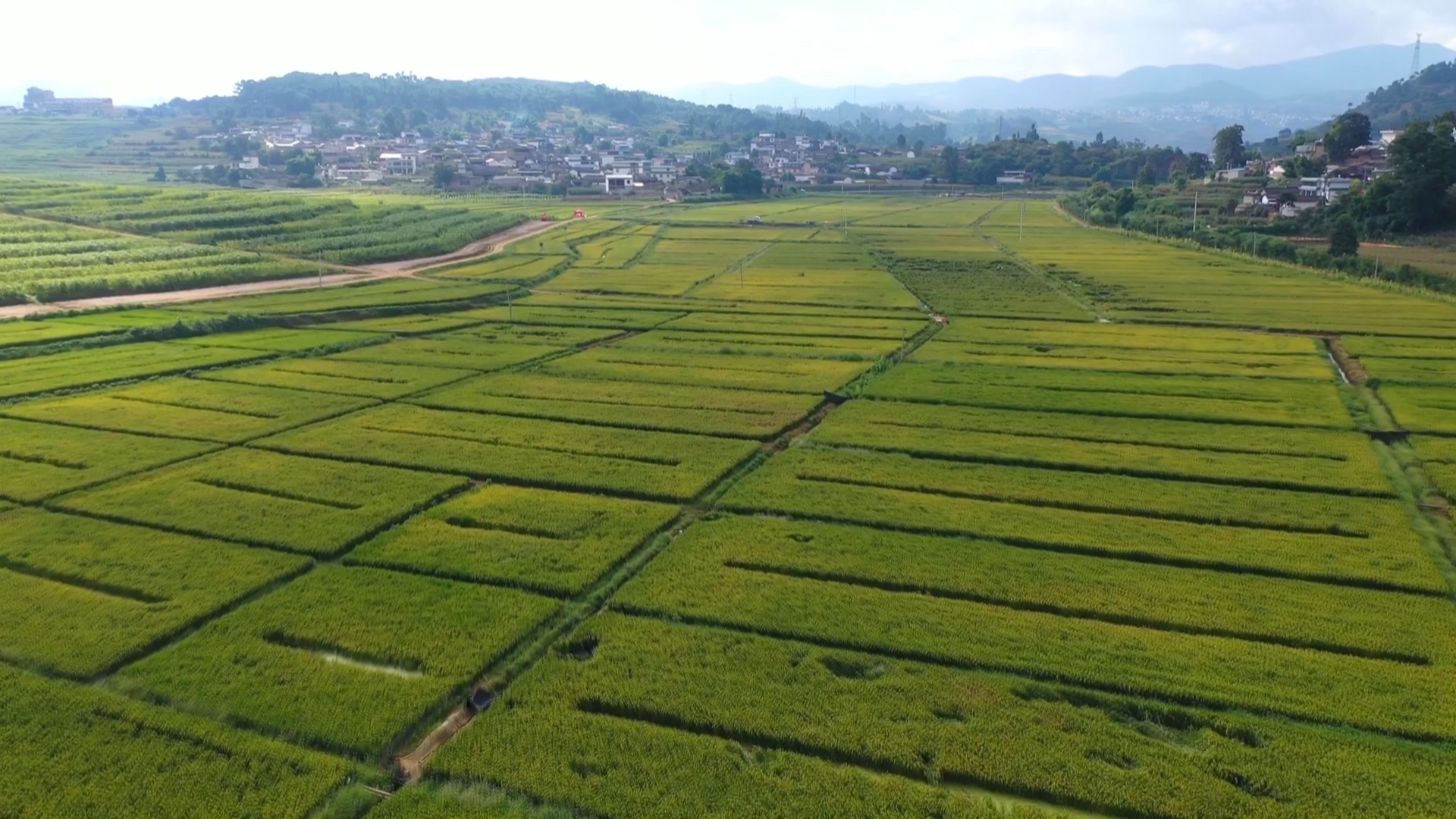 融合推进绿色防控和统防统治 确保秋粮安全成熟0g.png