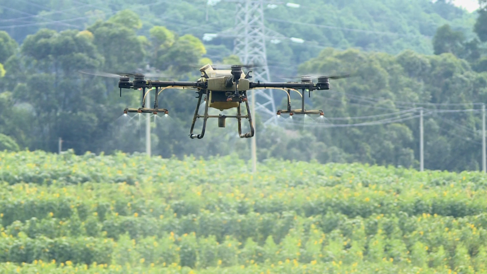 融合推进绿色防控和统防统治 确保秋粮安全成熟042g.png