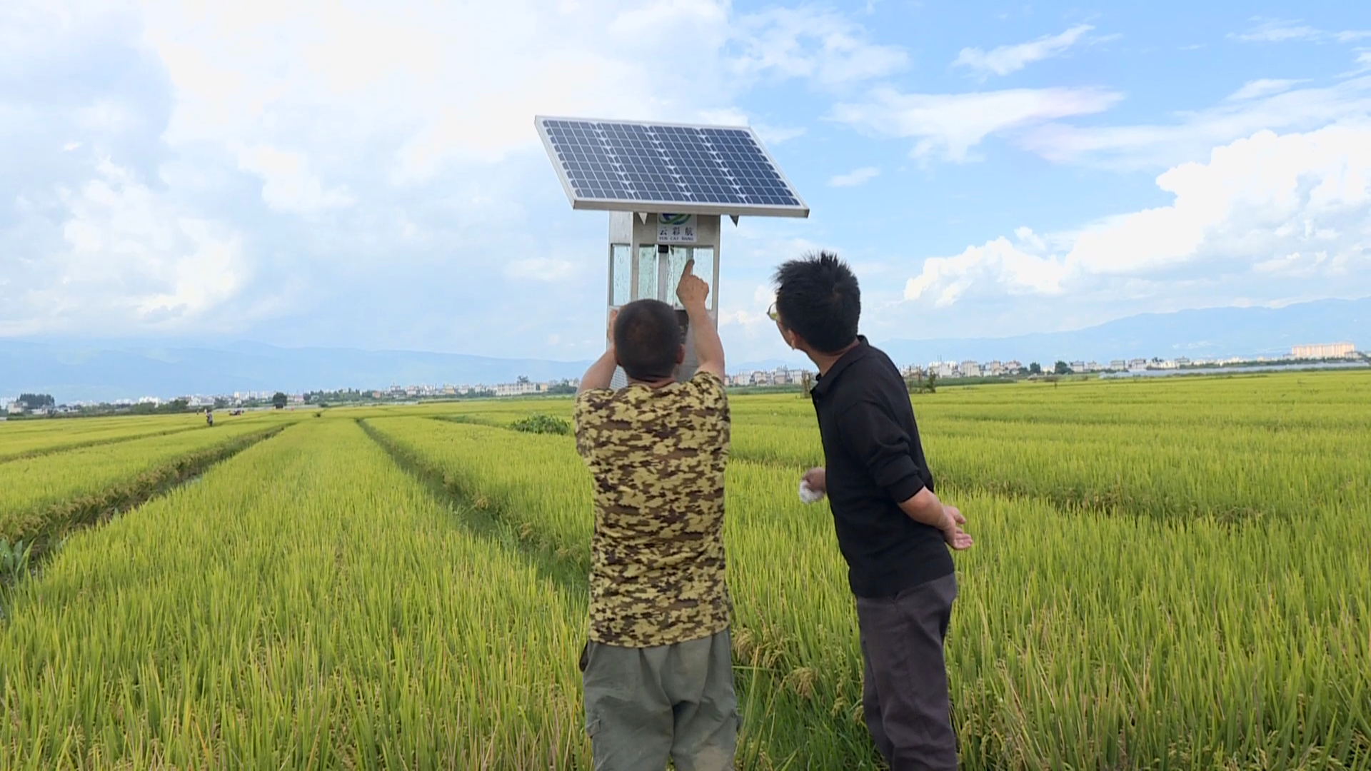 融合推进绿色防控和统防统治 确保秋粮安全成熟02g.png