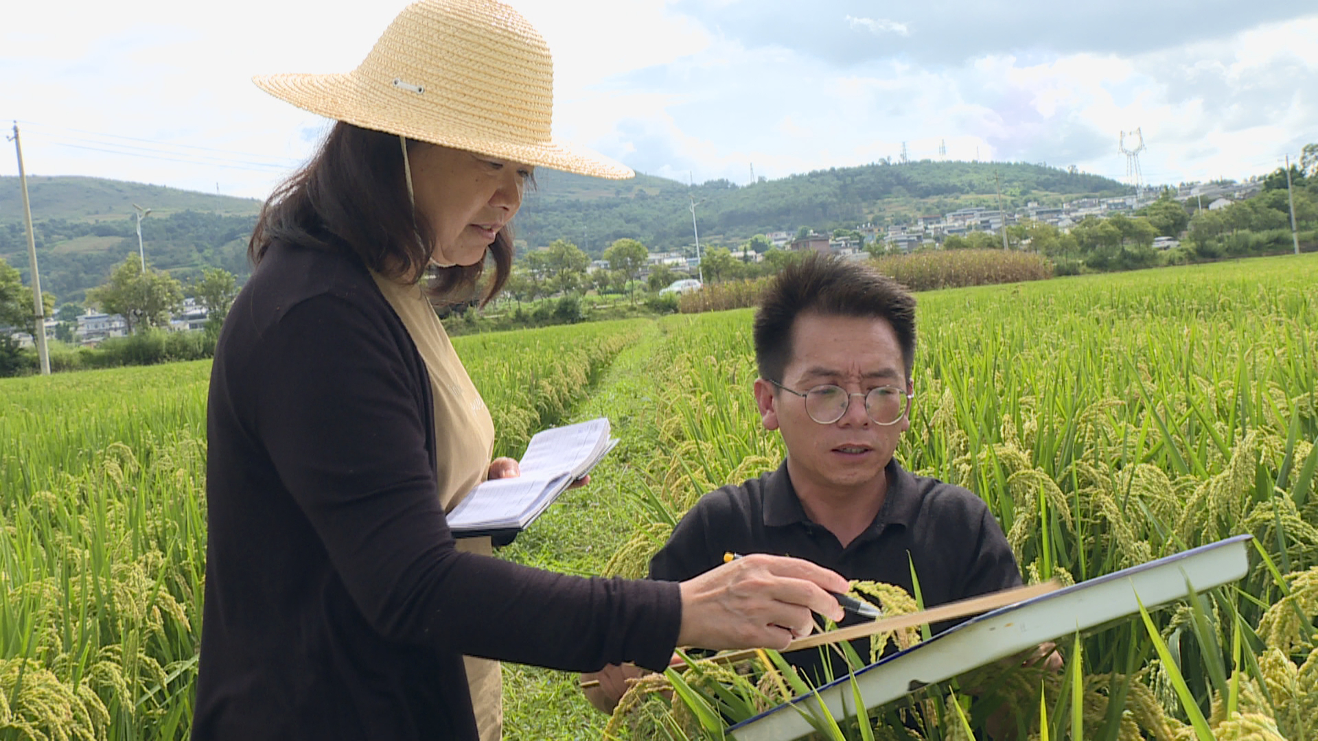 融合推进绿色防控和统防统治 确保秋粮安全成熟021g.png