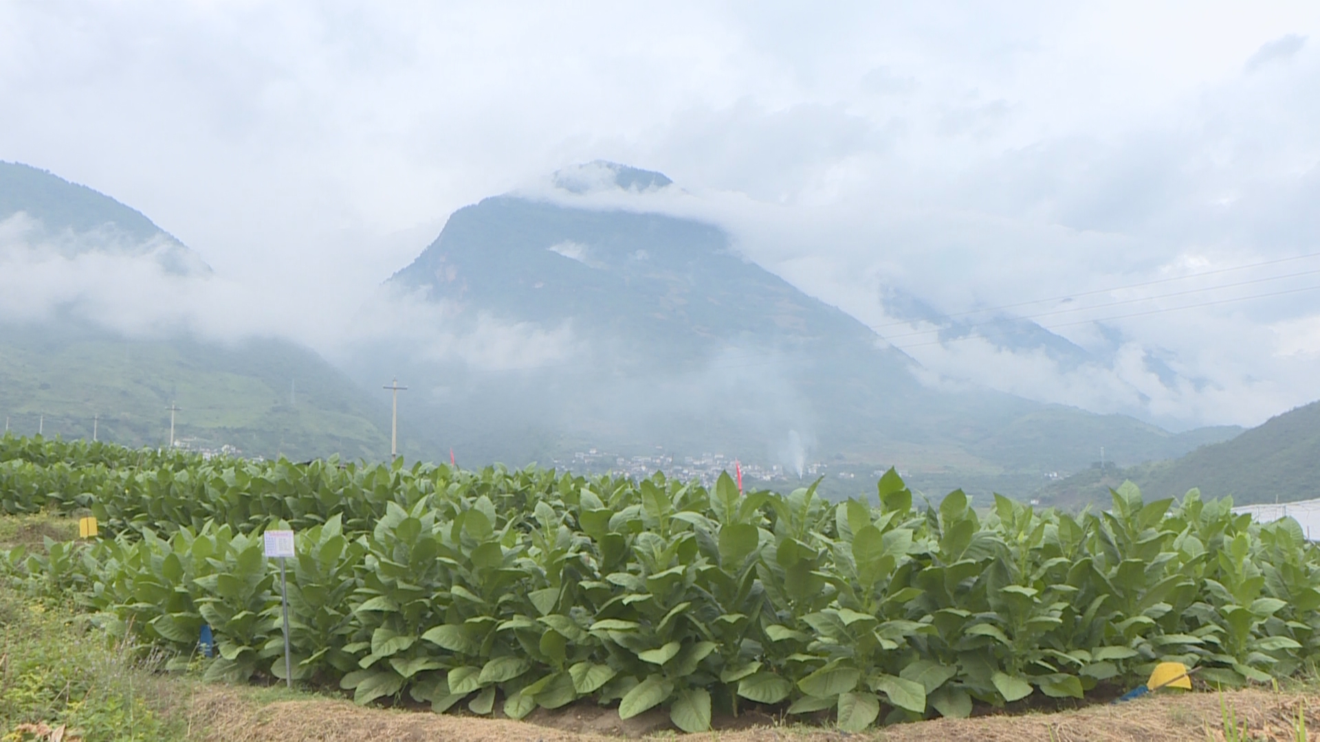 世界雪茄哈瓦那 中国雪茄潞江坝022.jpg