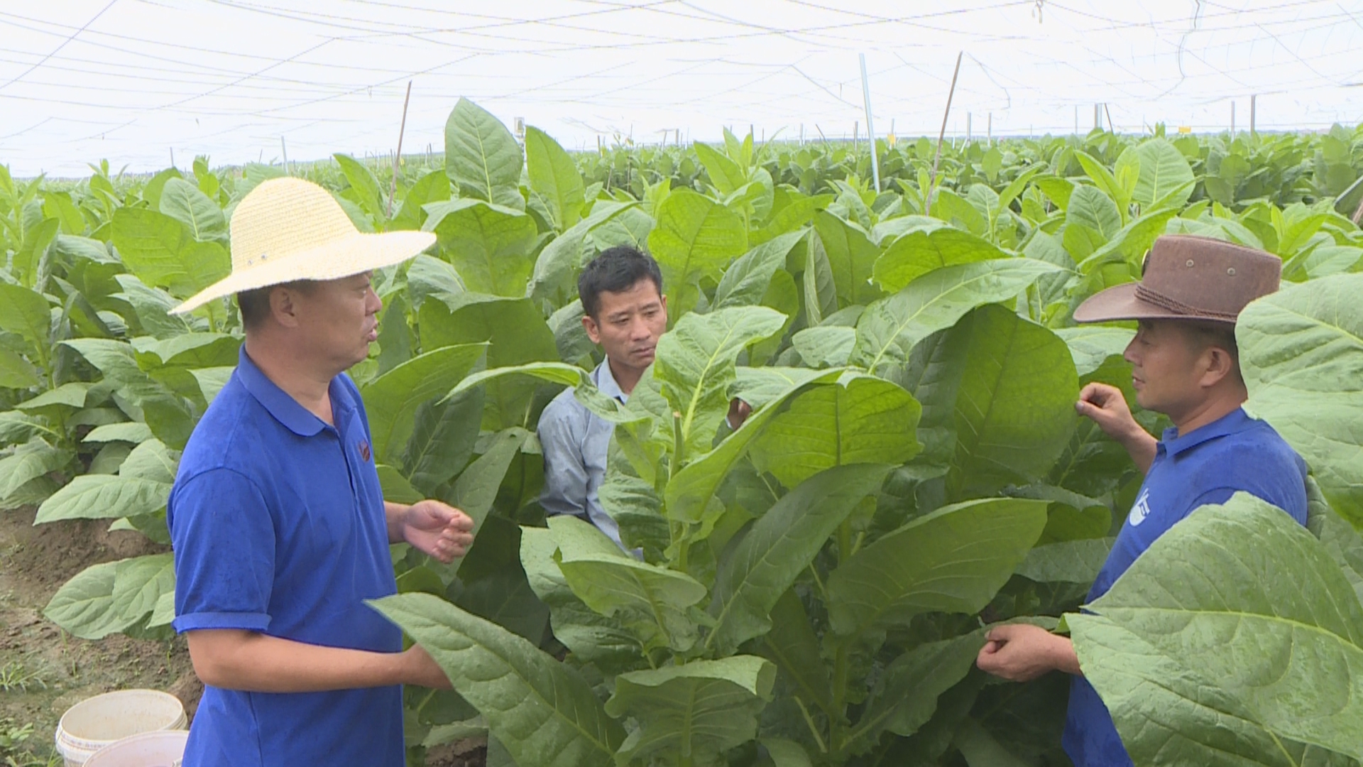 世界雪茄哈瓦那 中国雪茄潞江坝03.jpg