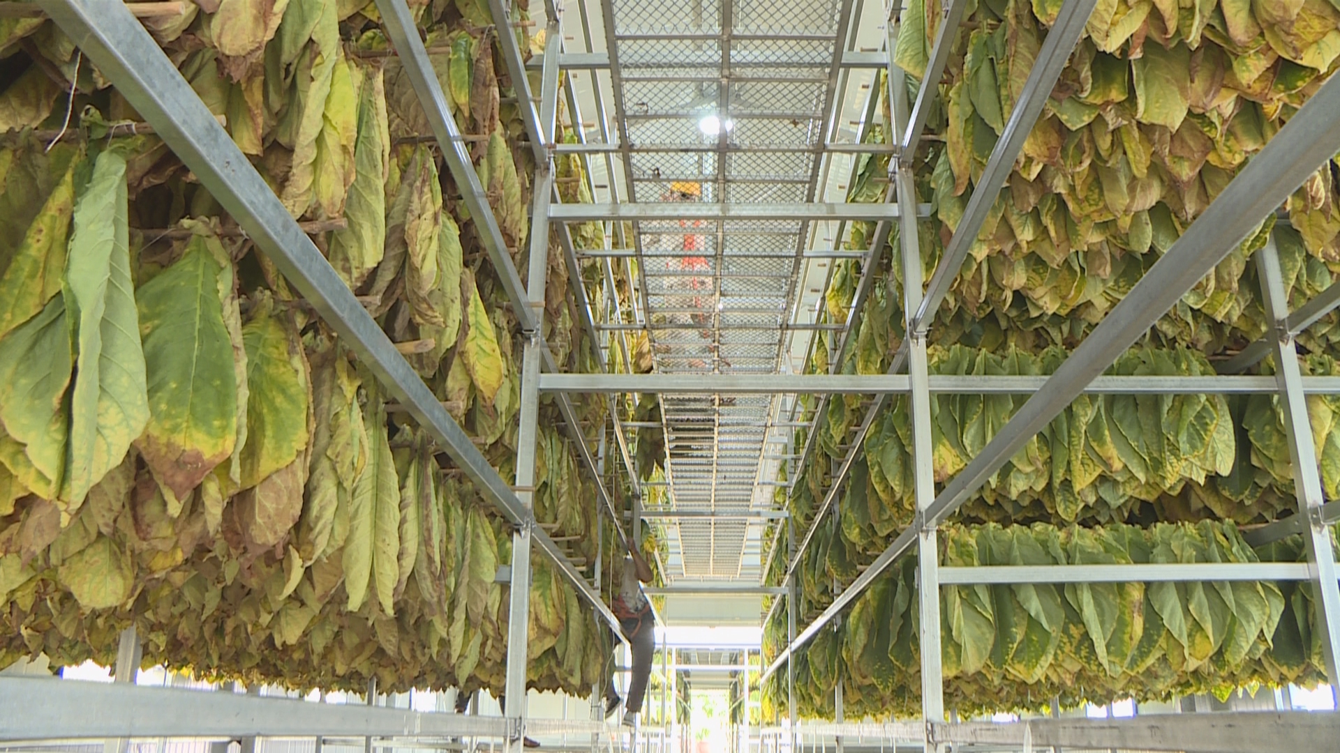 世界雪茄哈瓦那 中国雪茄潞江坝066.jpg