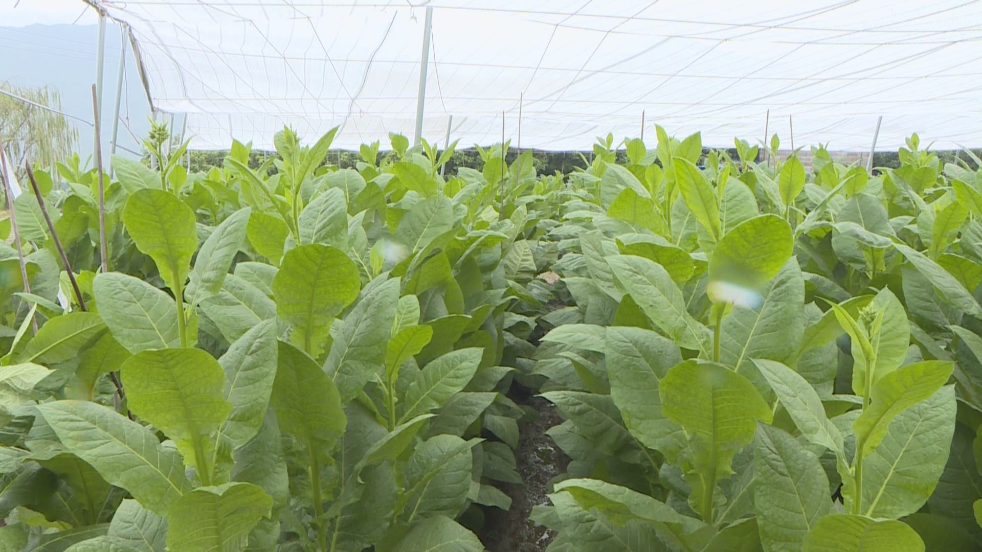 世界雪茄哈瓦那 中国雪茄潞江坝02222.jpg