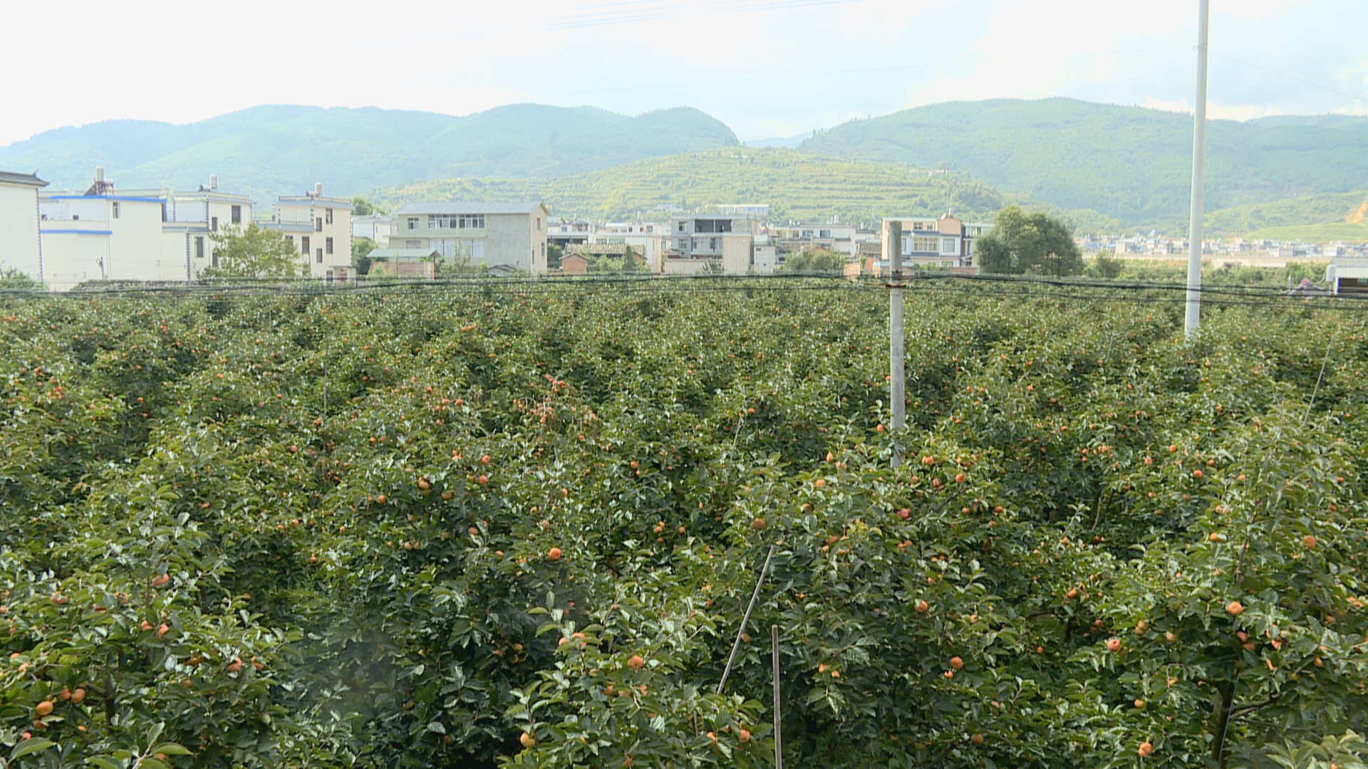 3574保山隆阳：45万吨甜柿让果农过上甜蜜生活.jpg