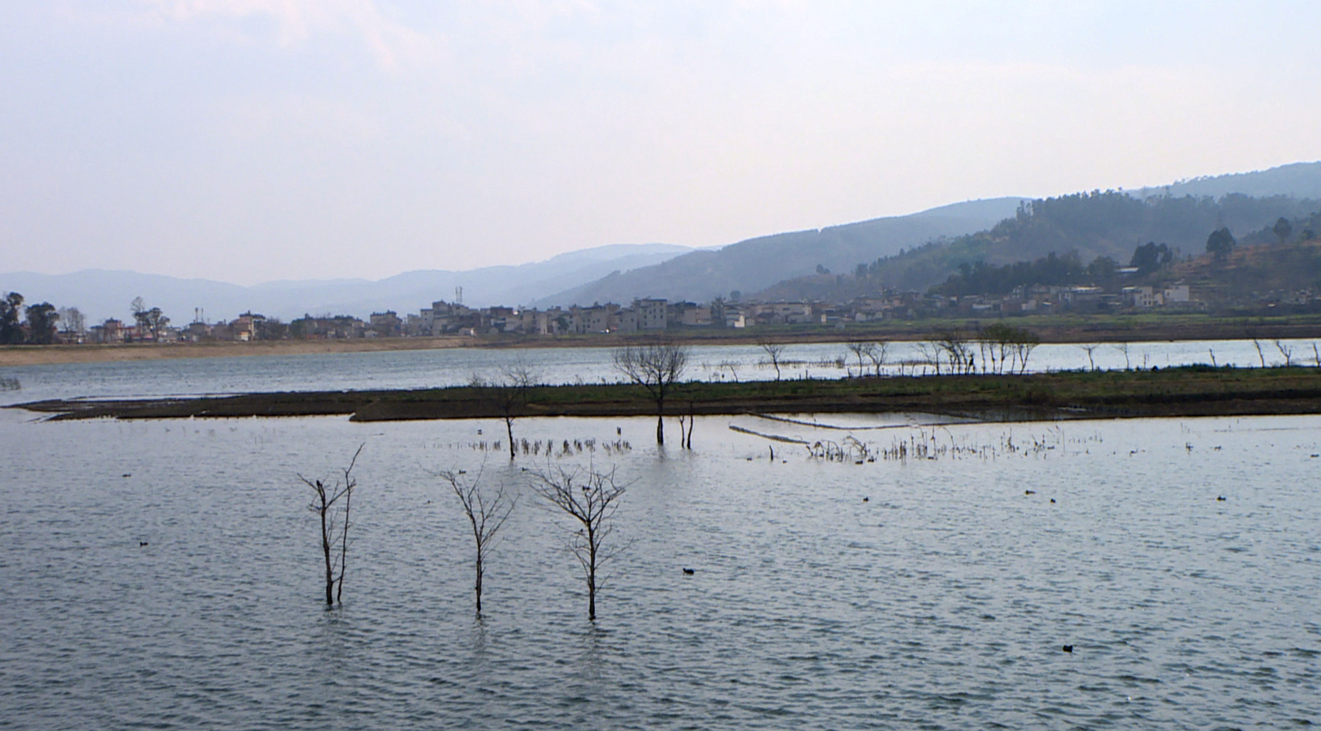 鸟类“大熊猫”——青头潜鸭 再现大海子水库22.jpg
