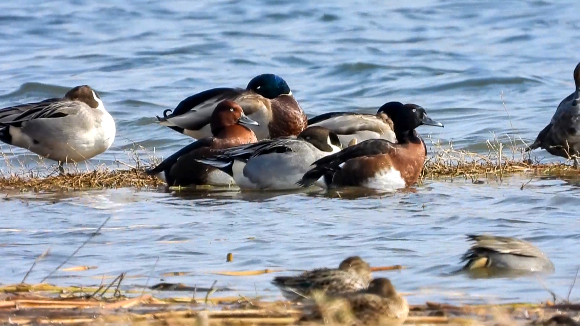 鸟类“大熊猫”——青头潜鸭 再现大海子水库(2)11.jpg