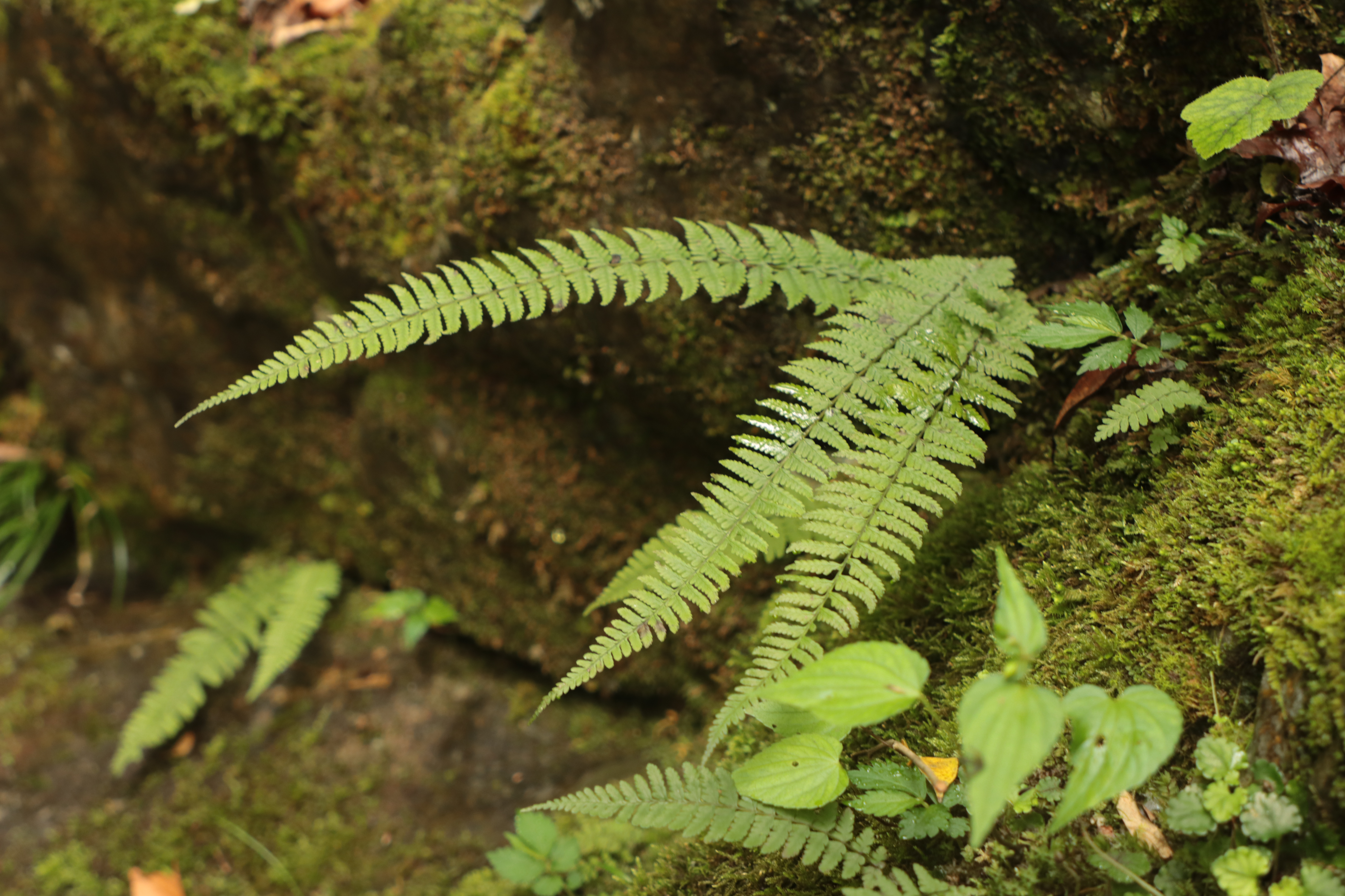 在峨眉山发现的国家一级保护植物光叶蕨1  李策宏  摄.jpg
