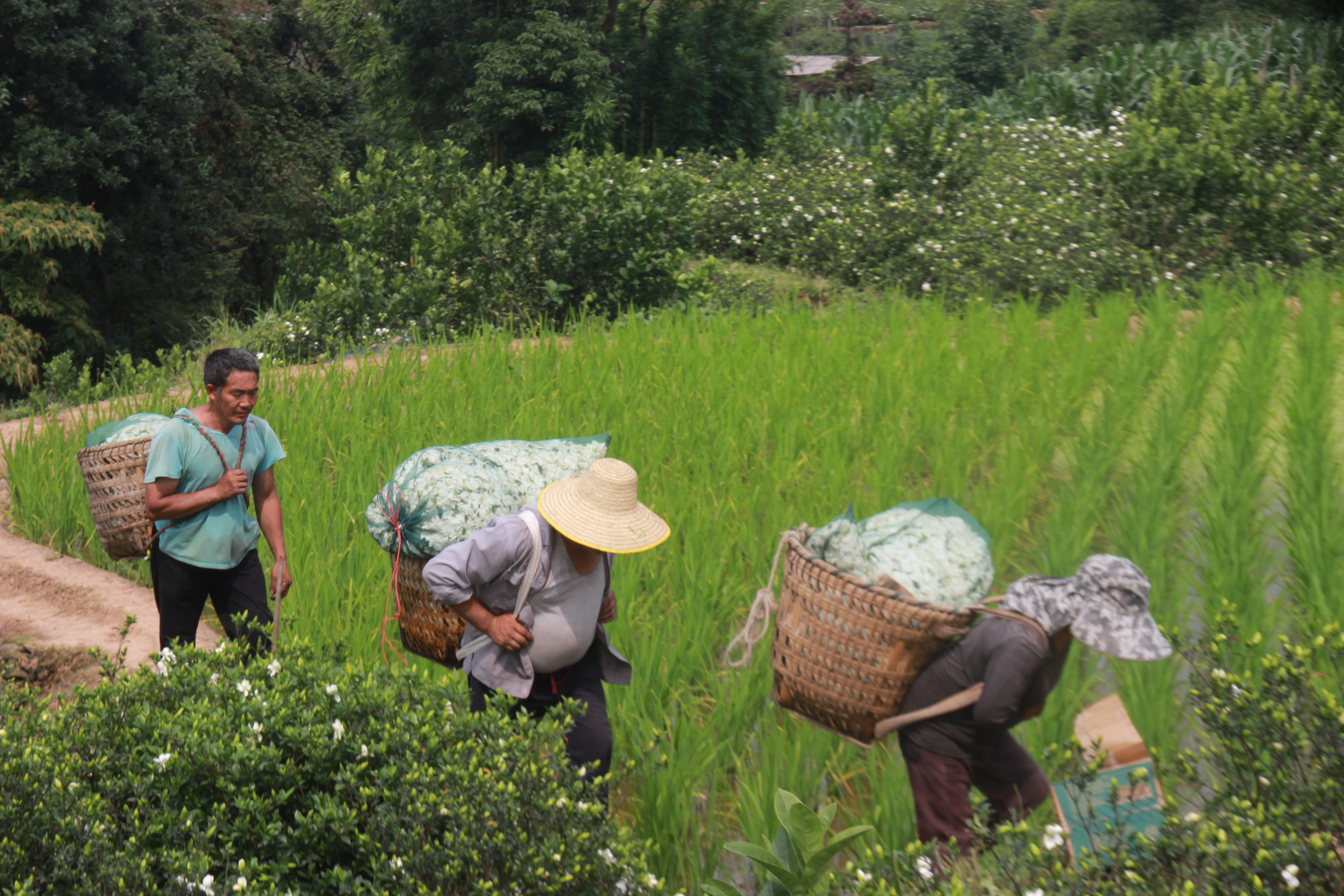 正在忙碌的栀农们 (3).jpg