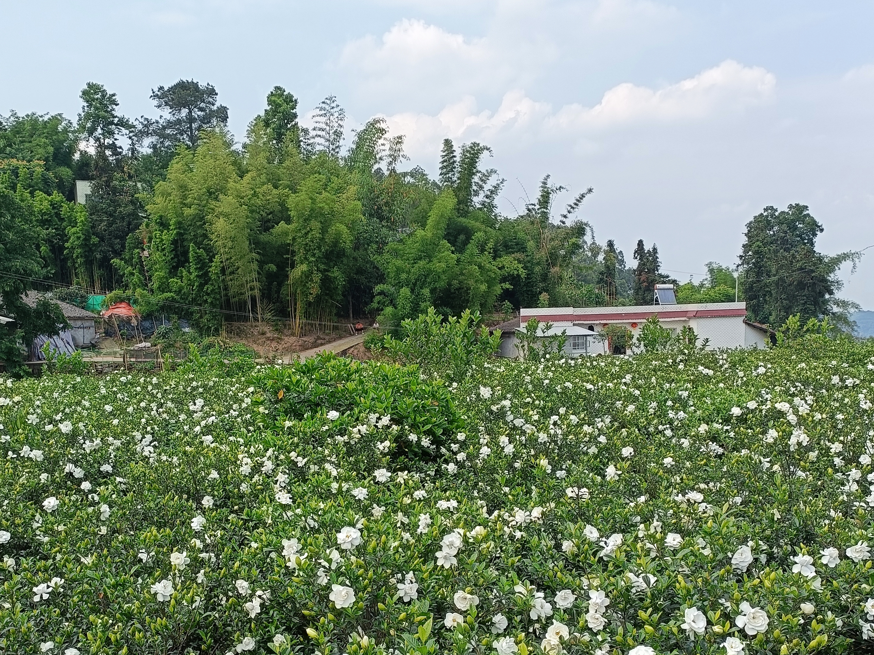 栀子花香气沁人 (2).jpg