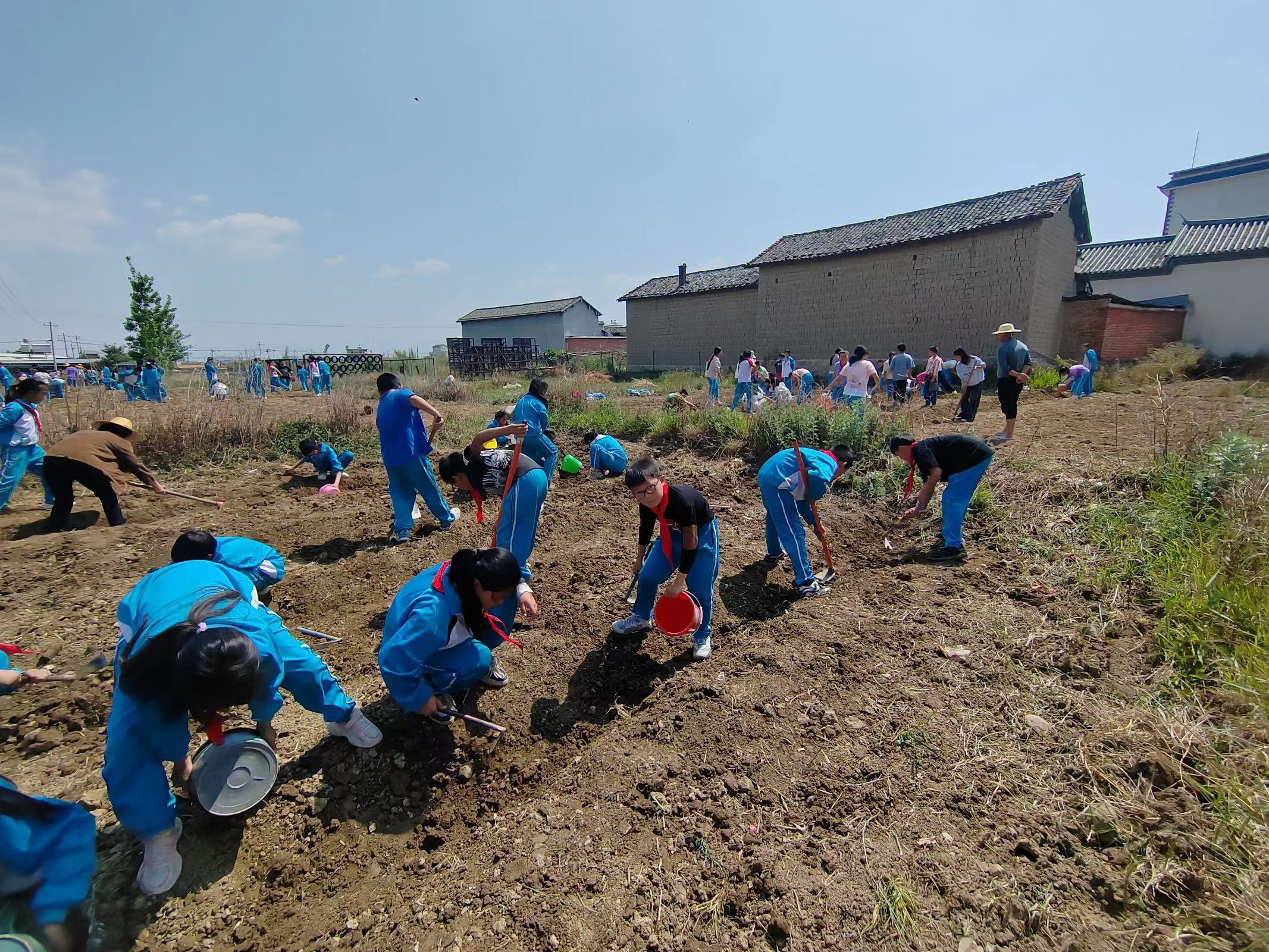 学生们在中草药种植基地种植草药1.jpg