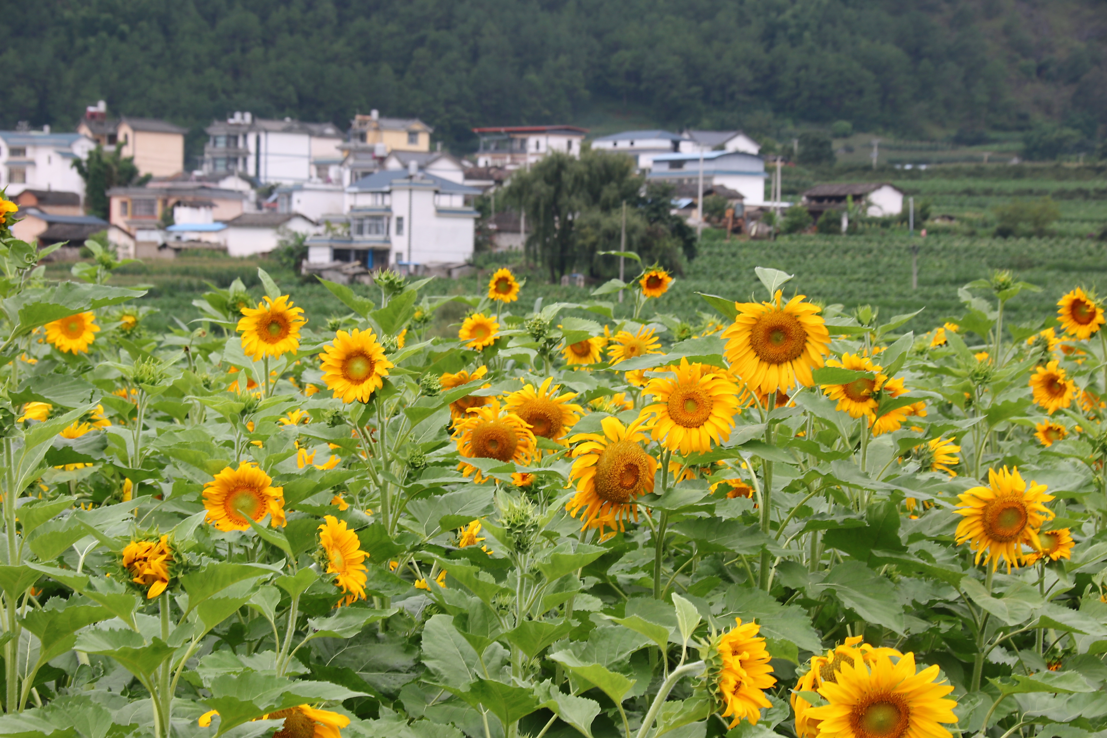 1 向日葵-2.jpg