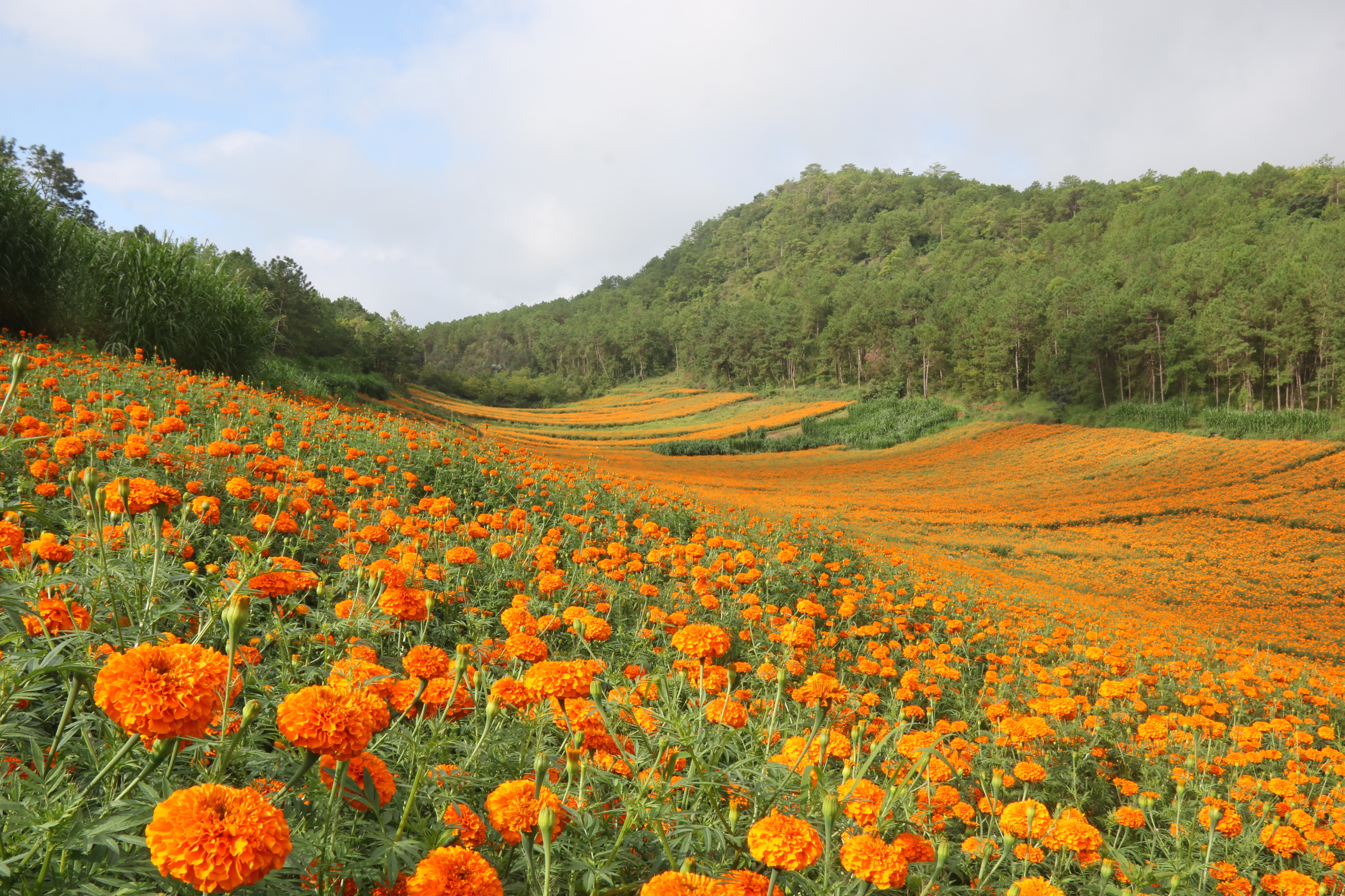 花海全貌.JPG